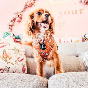 Adjustable Dog Harness | Aussie Animals