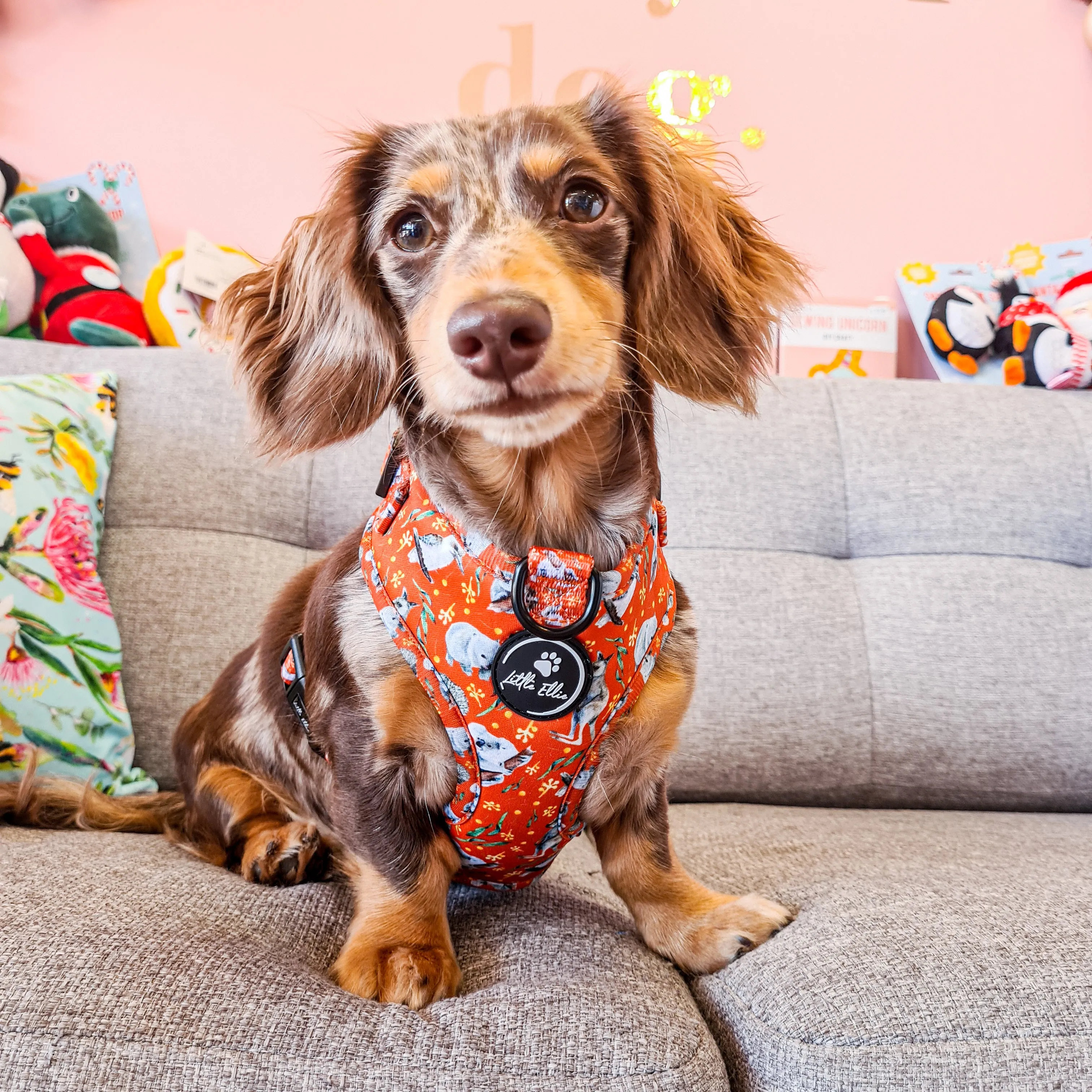 Adjustable Dog Harness | Aussie Animals