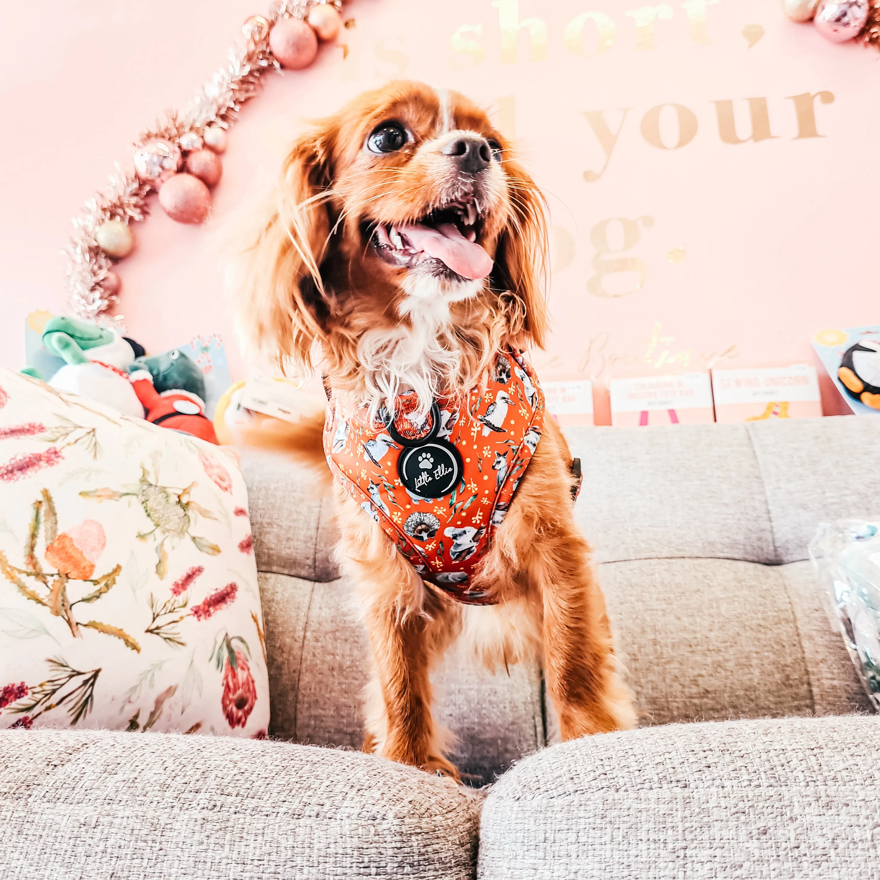Adjustable Dog Harness | Aussie Animals