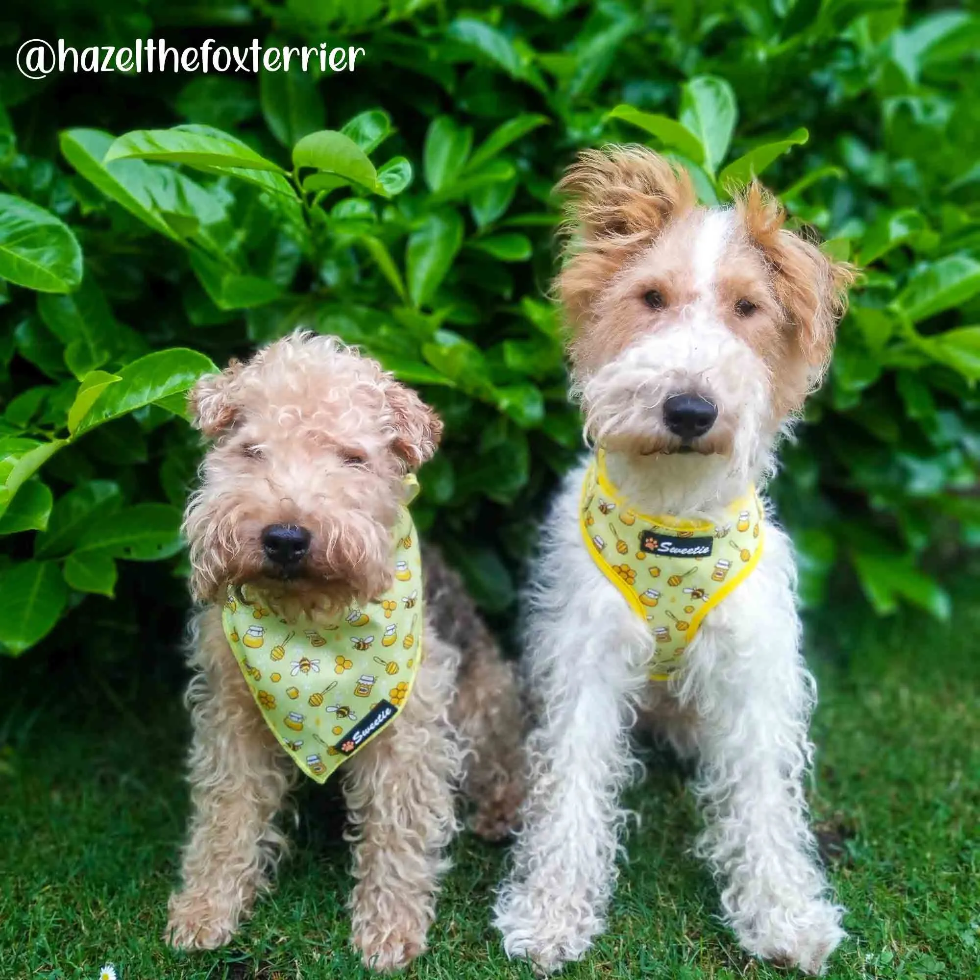 Adjustable Harness - Bee my Sweetie