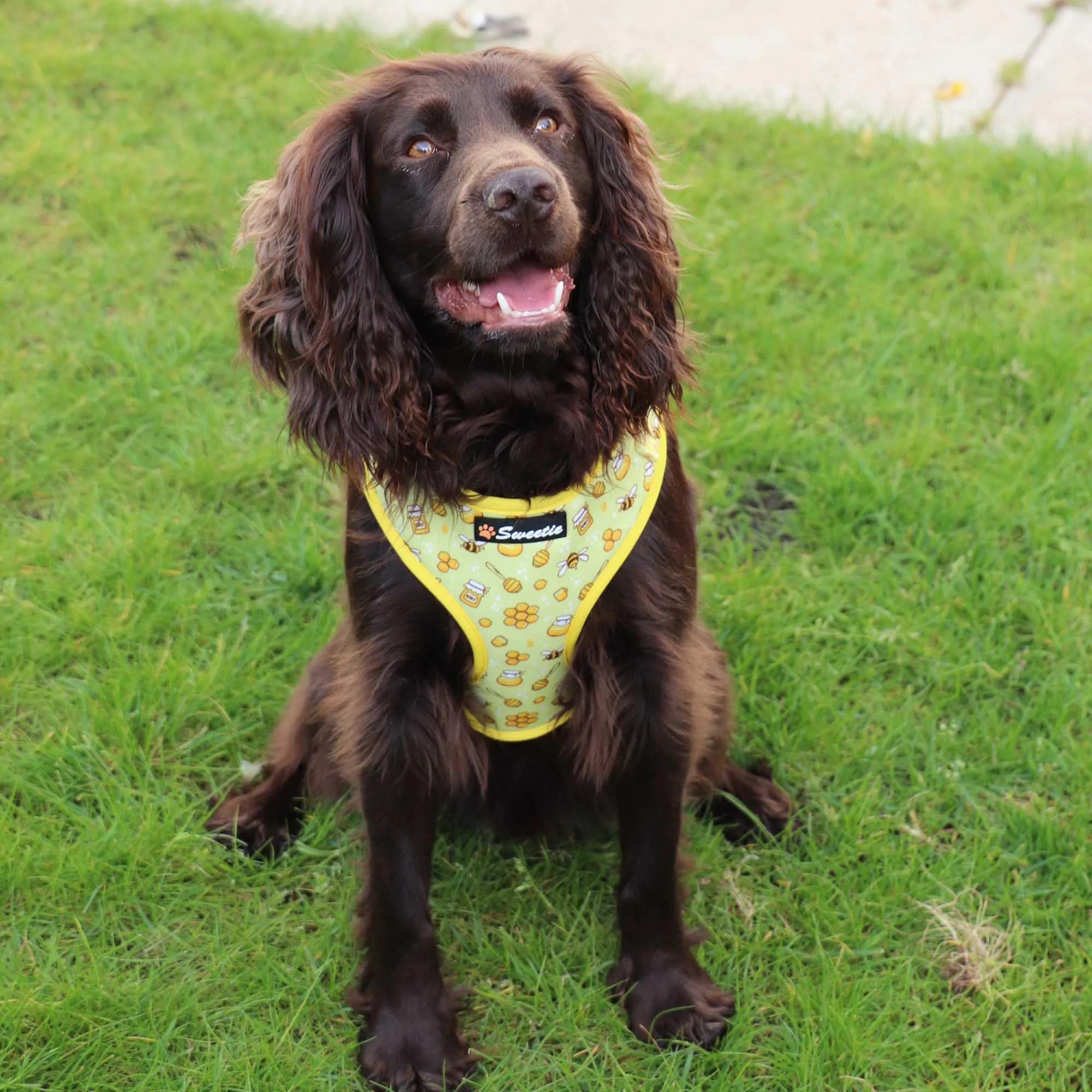 Adjustable Harness - Bee my Sweetie