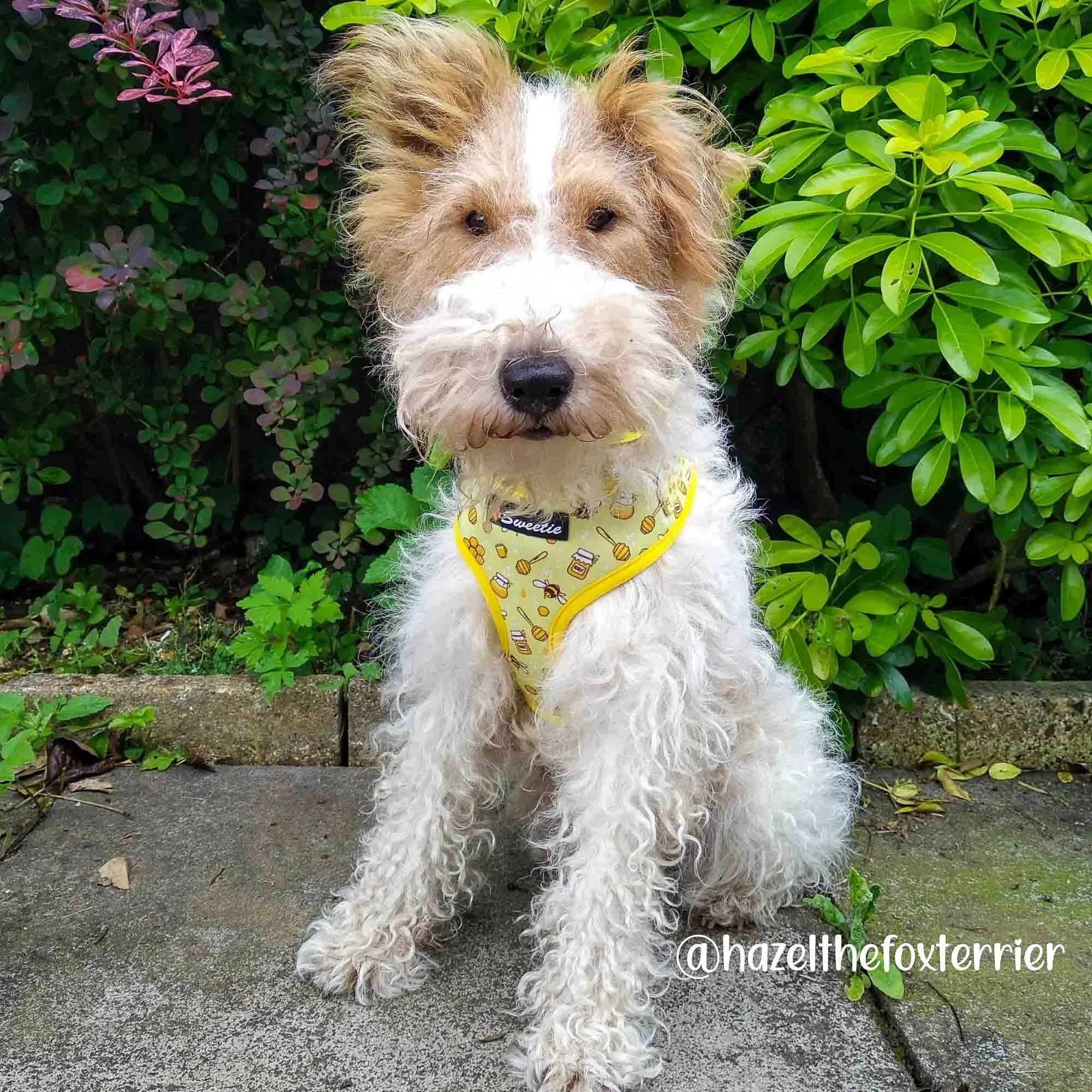 Adjustable Harness - Bee my Sweetie