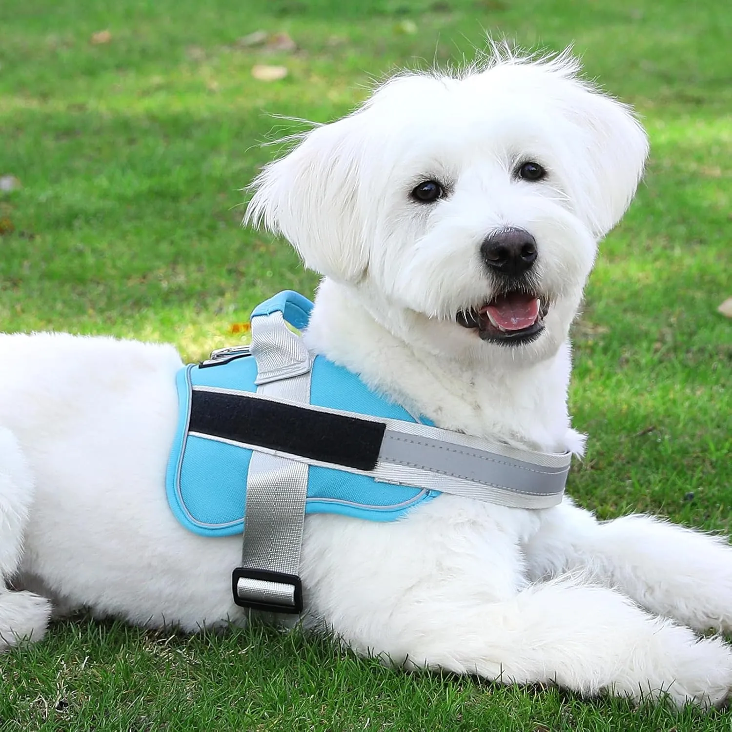 Bolux Dog Harness, No-Pull Reflective Dog Vest, Breathable Adjustable Pet Harness with Handle for Outdoor Walking - No More Pulling, Tugging or Choking (OceanicBlue, Medium (Pack of 1))