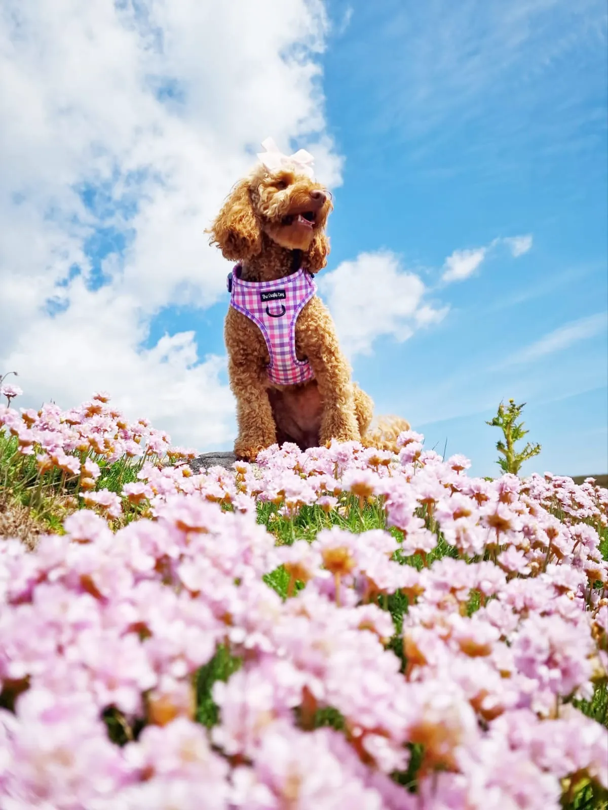 Bubblegum Plaid Harness