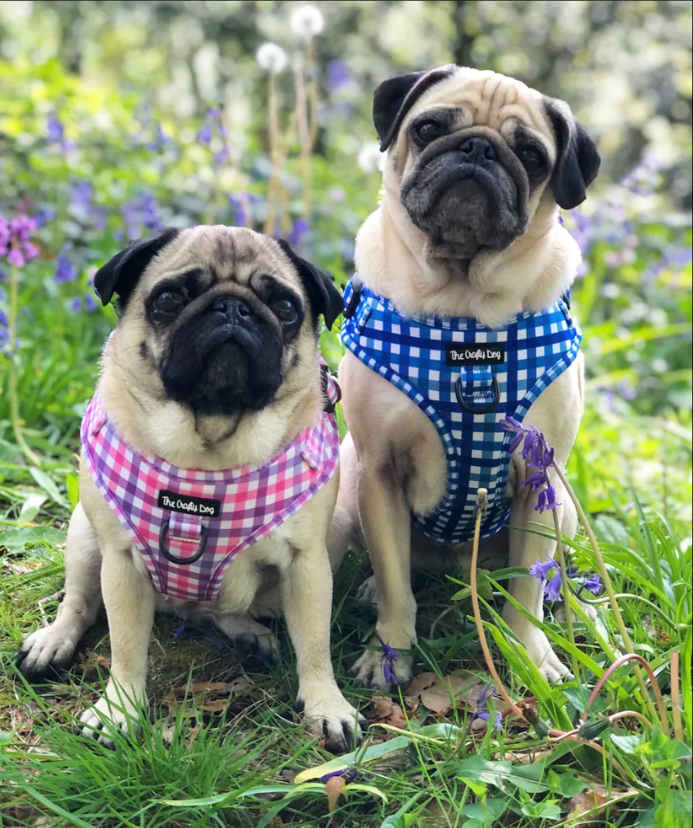 Bubblegum Plaid Harness