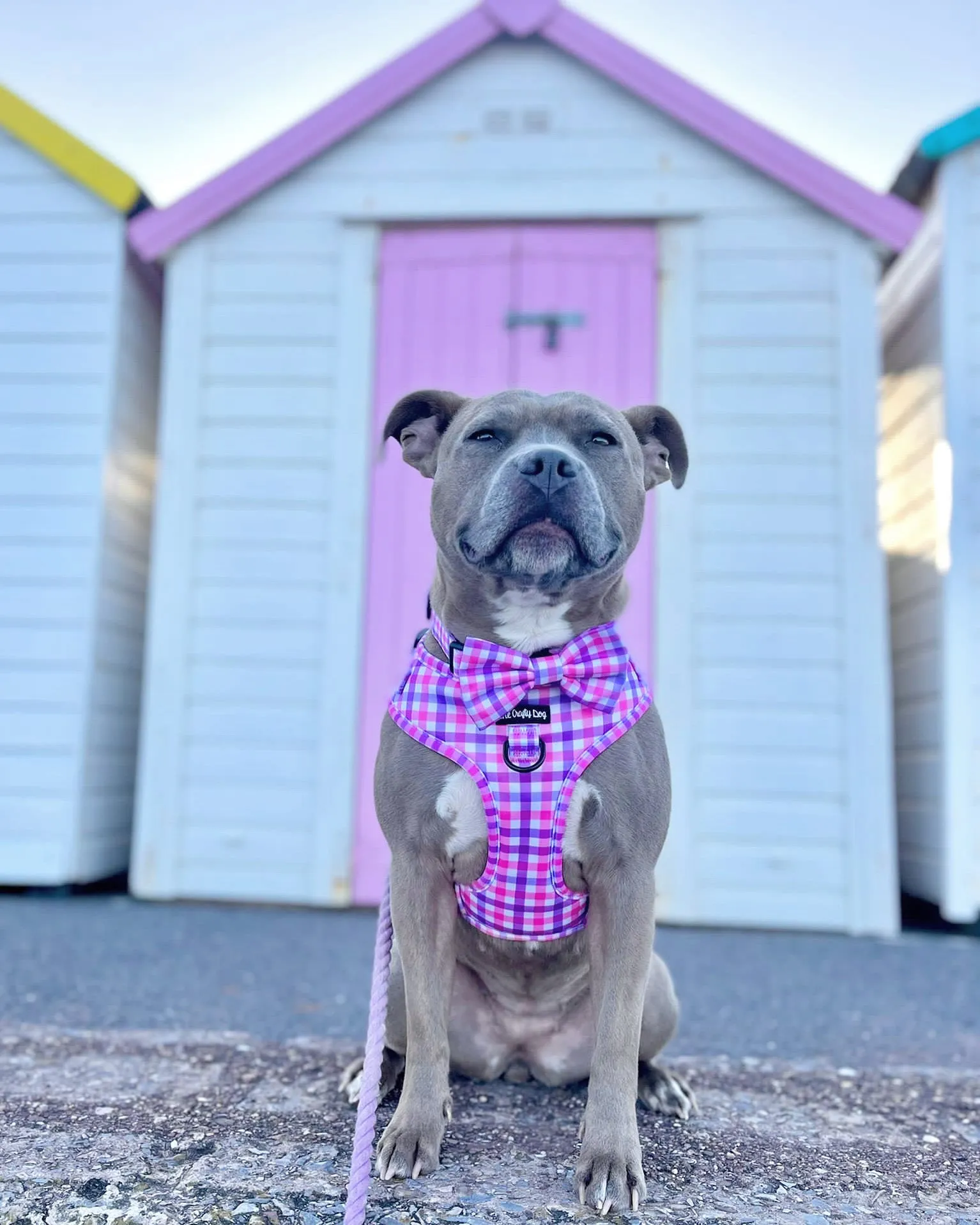 Bubblegum Plaid Harness