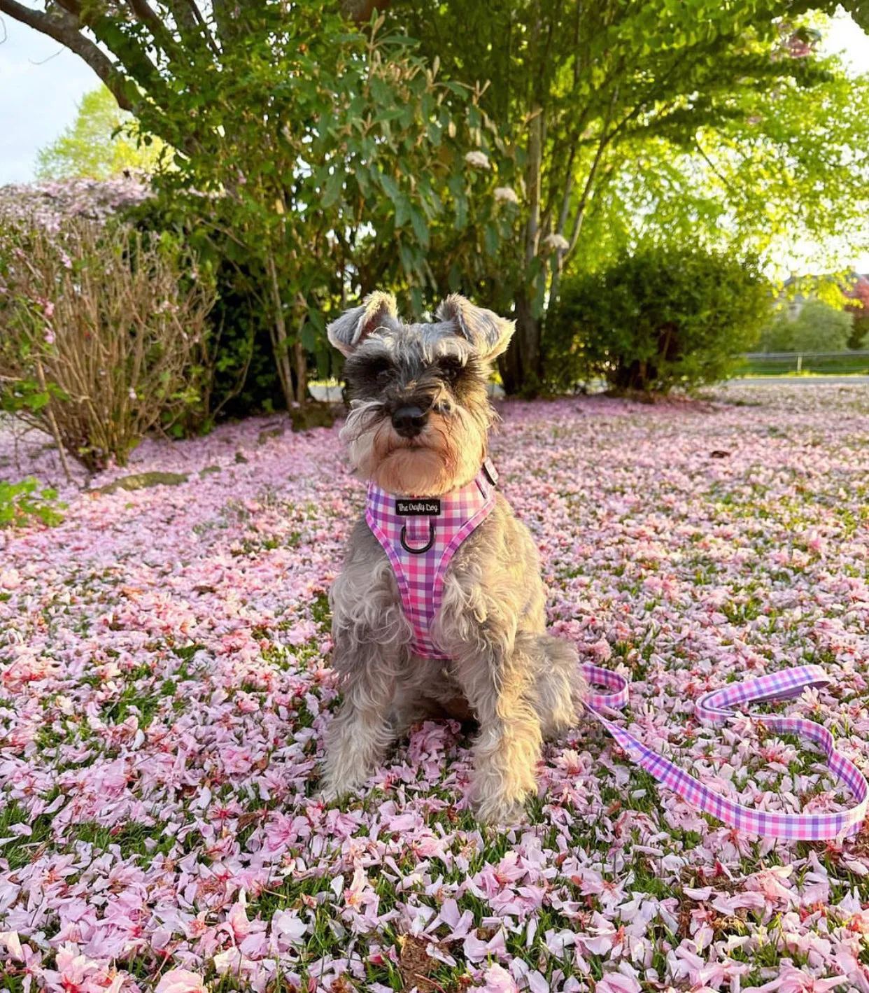 Bubblegum Plaid Harness