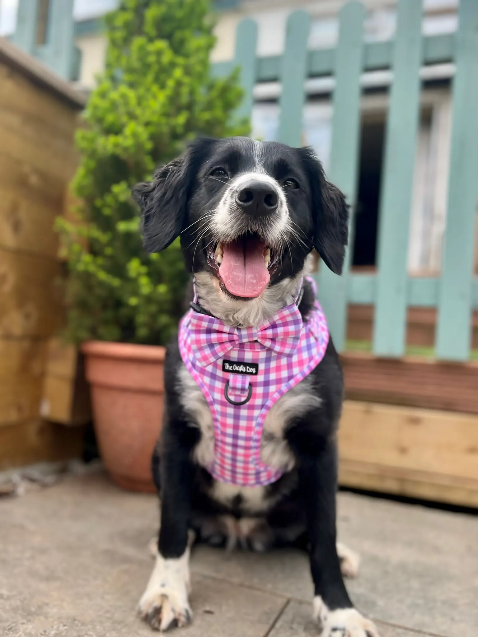 Bubblegum Plaid Harness