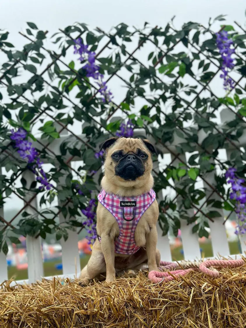 Bubblegum Plaid Harness