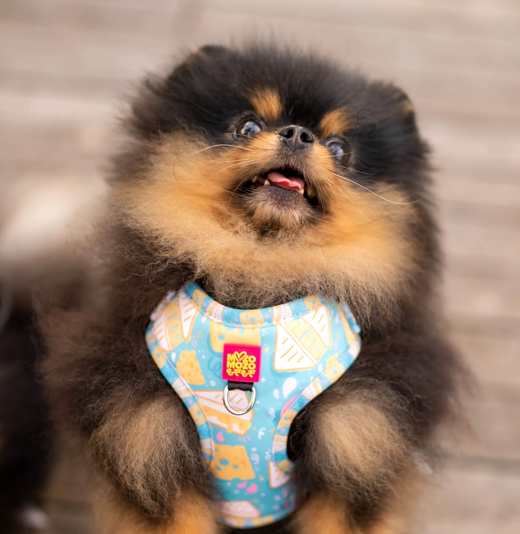Cheese toastie adjustable harness