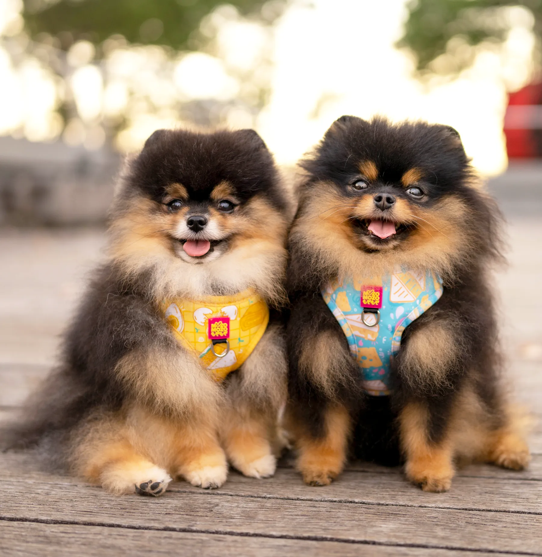 Cheese toastie adjustable harness