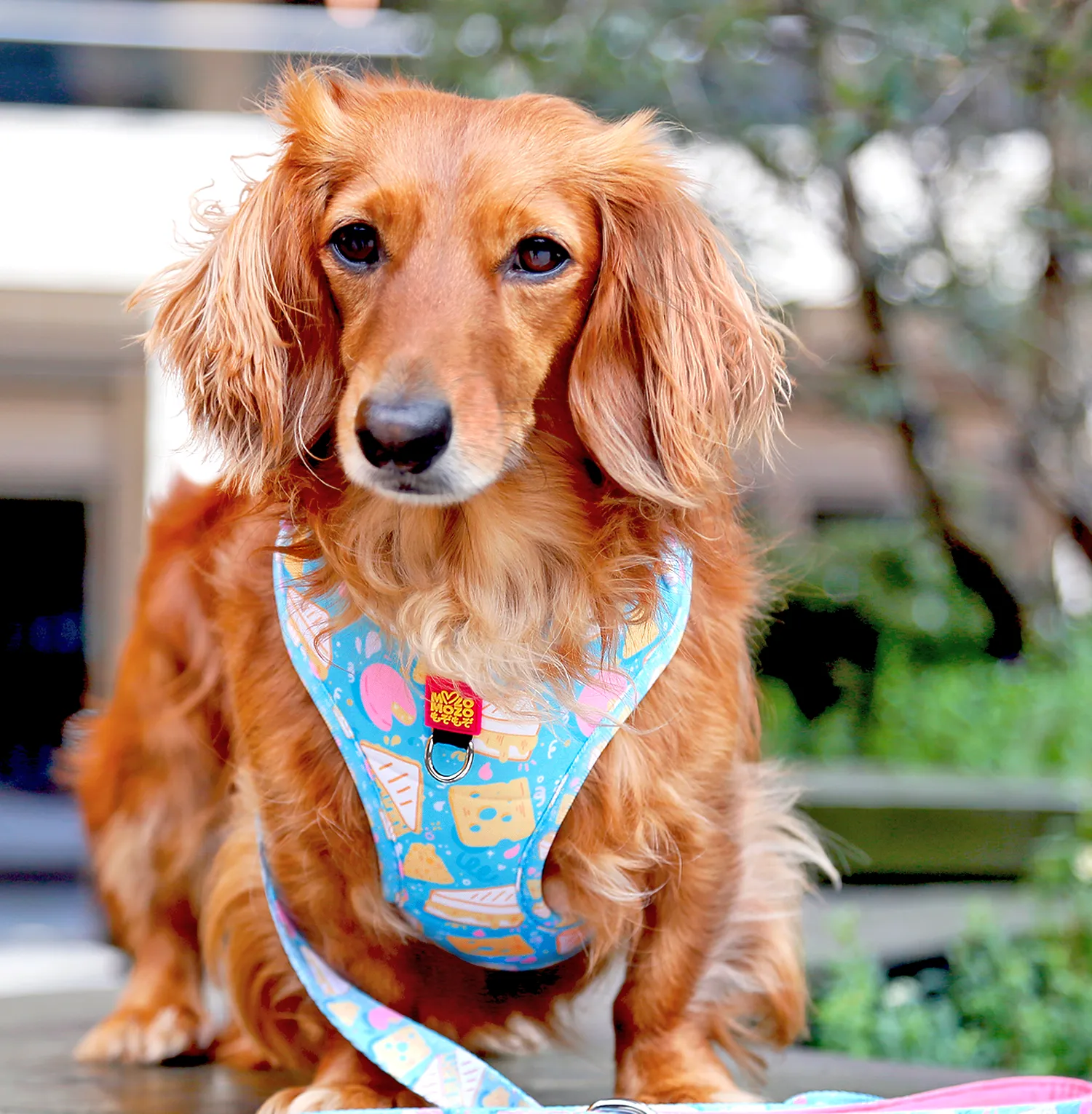 Cheese toastie adjustable harness