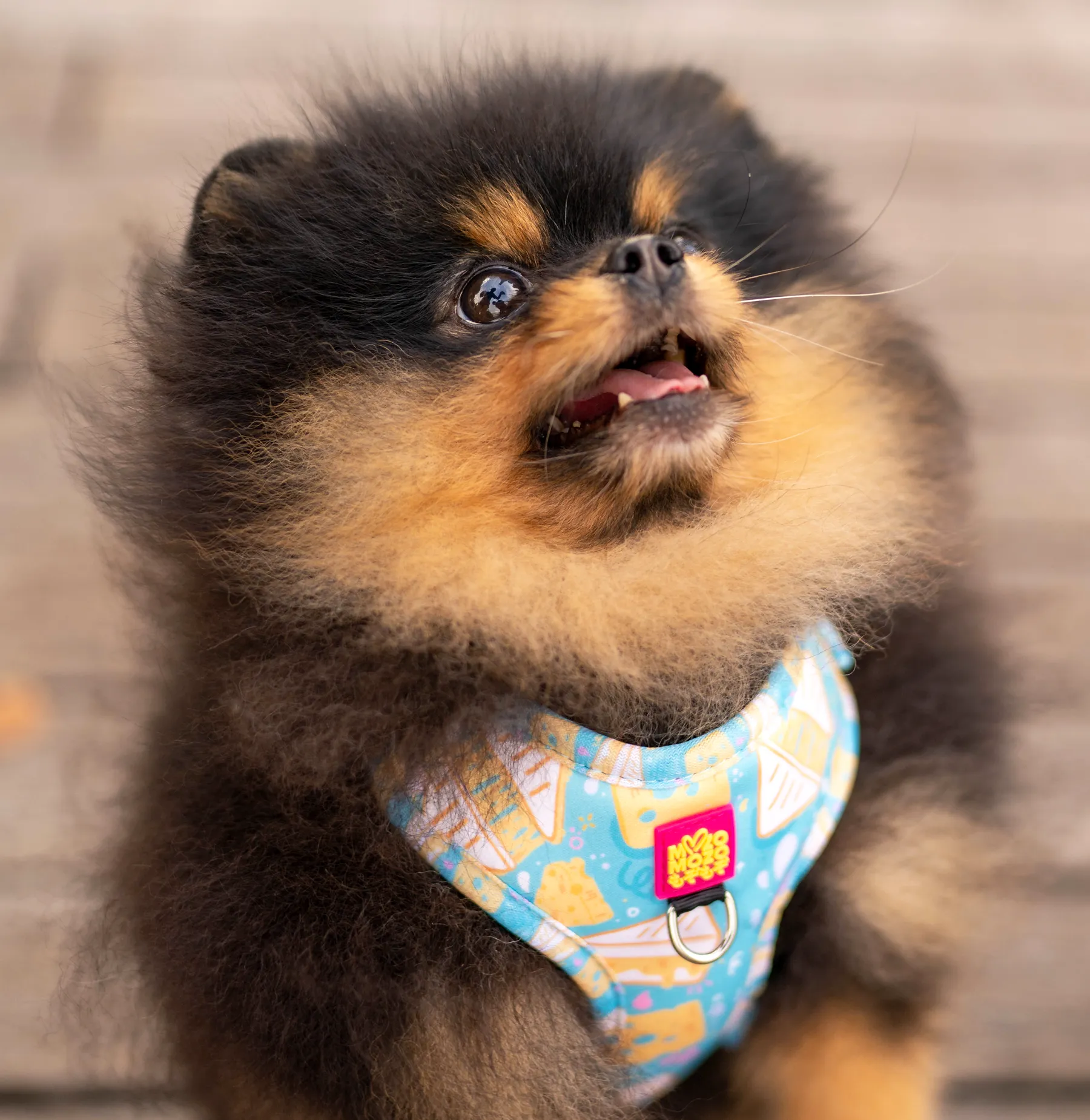 Cheese toastie adjustable harness