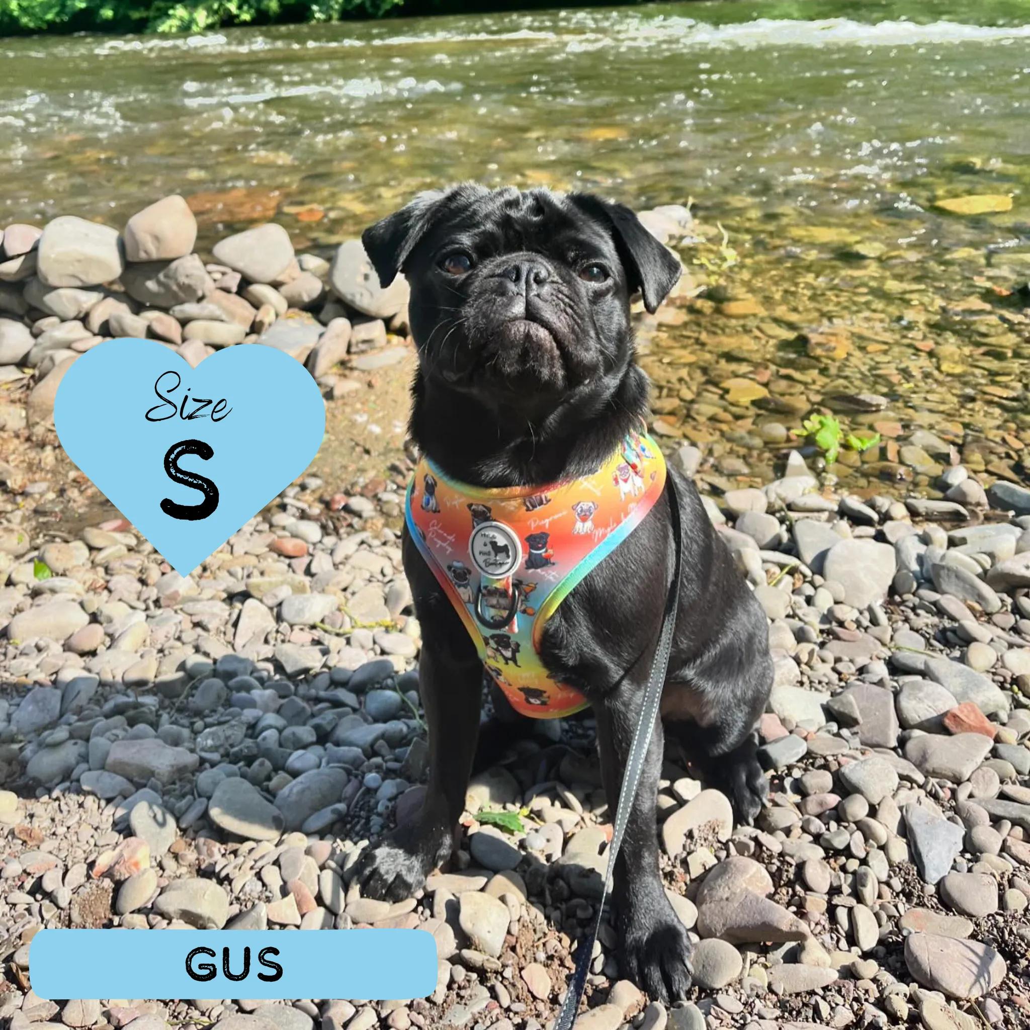 Dog Adjustable Harness - Oh My Pug!