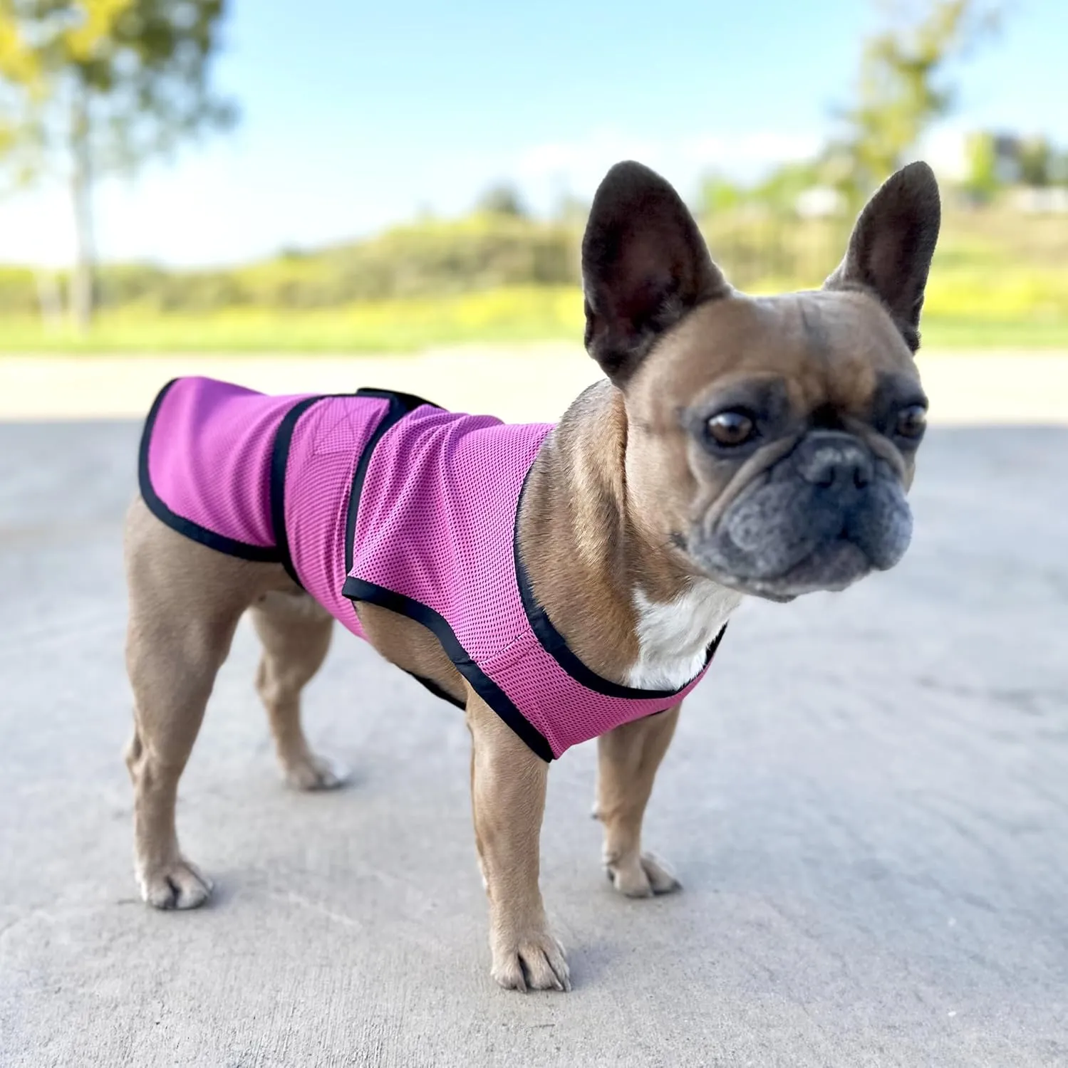 Dog Cooling Vest. Lightweight Jacket with Evaporative Cool Microfiber Technology, UV Protection Shirt for Beach, Sizing for Small, Medium and Large Dogs (XL, Rose Pink)