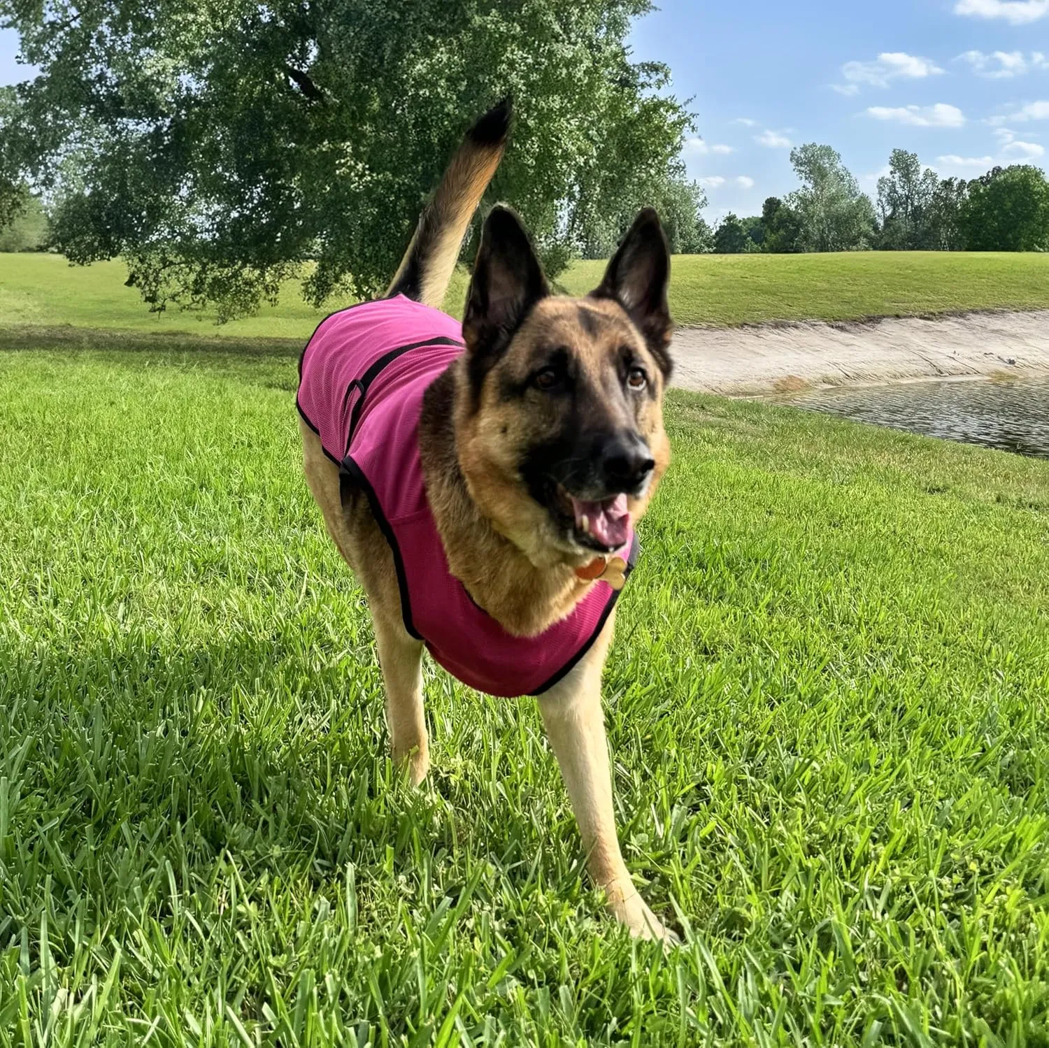 Dog Cooling Vest. Lightweight Jacket with Evaporative Cool Microfiber Technology, UV Protection Shirt for Beach, Sizing for Small, Medium and Large Dogs (XL, Rose Pink)