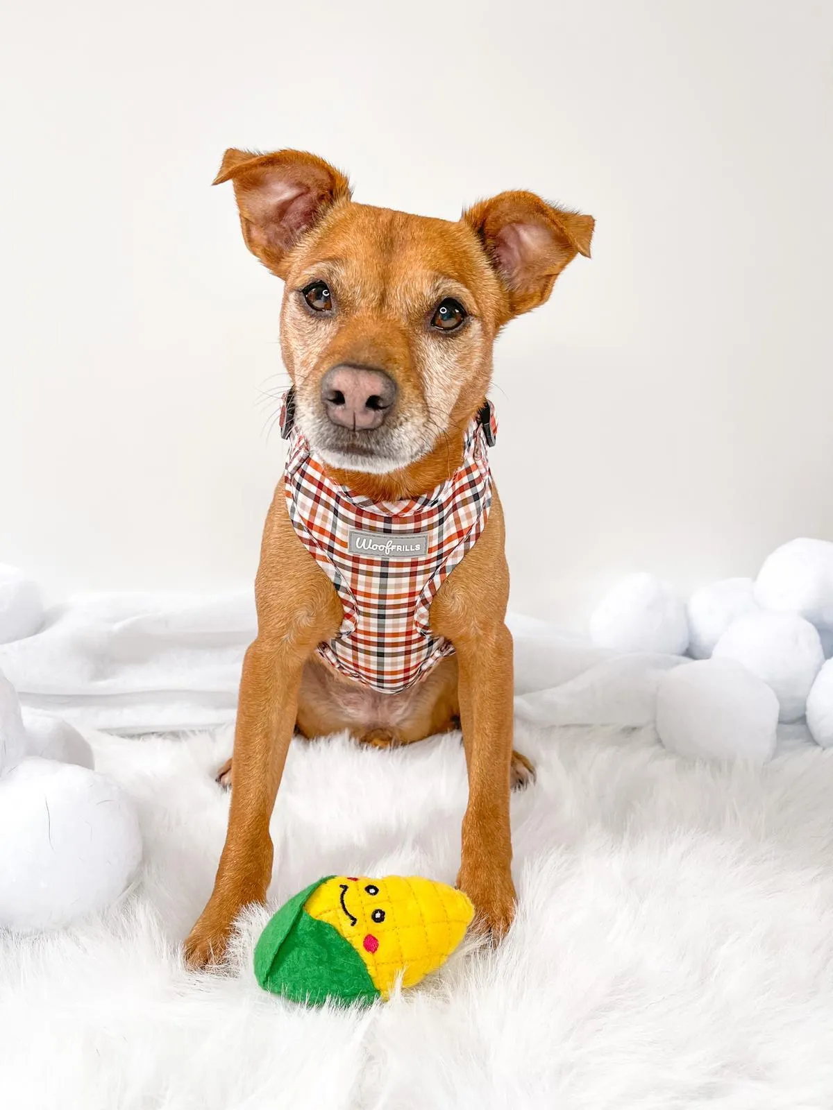 Dog harness| Lucky dip