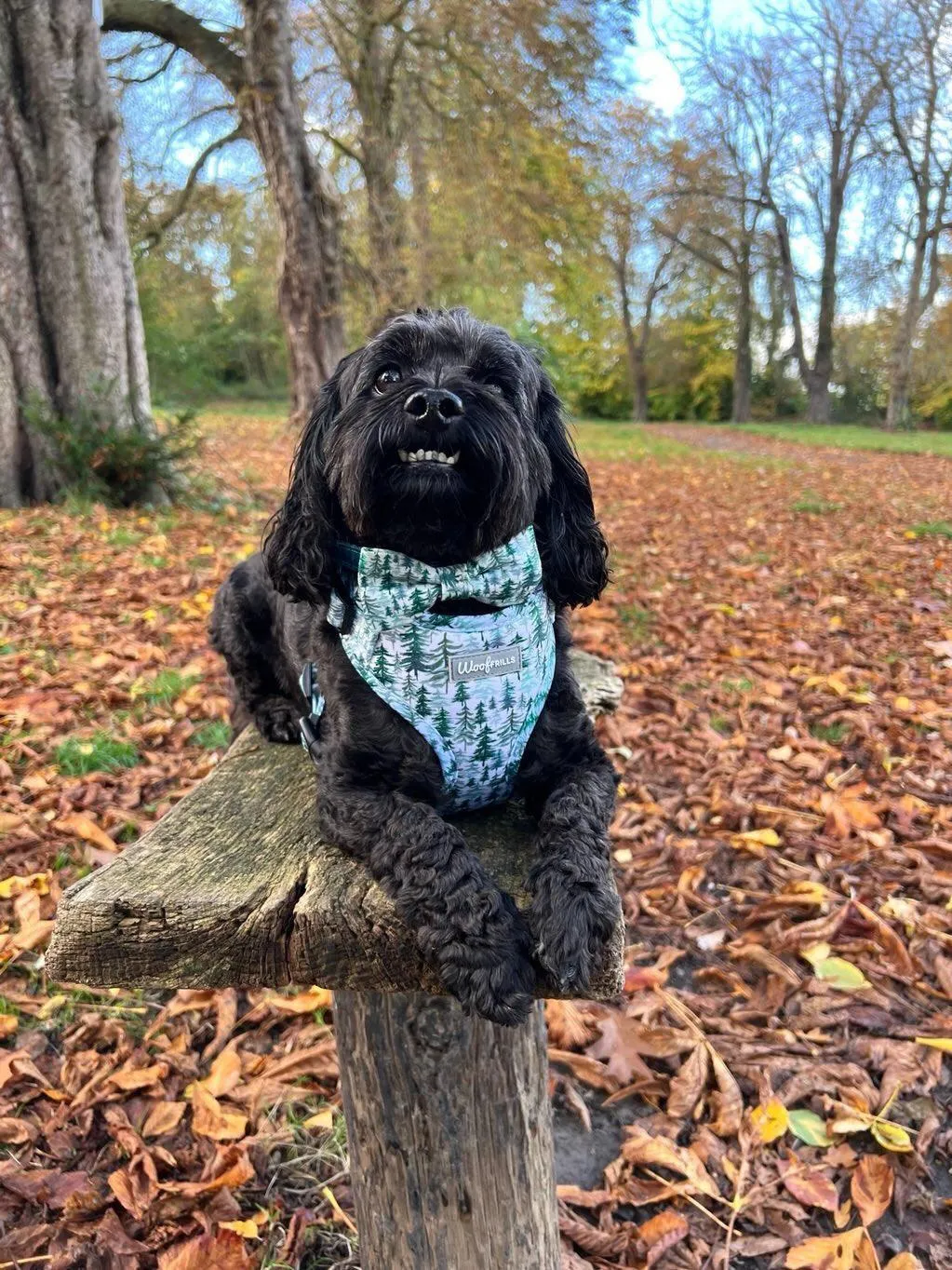 Dog harness| Lucky dip