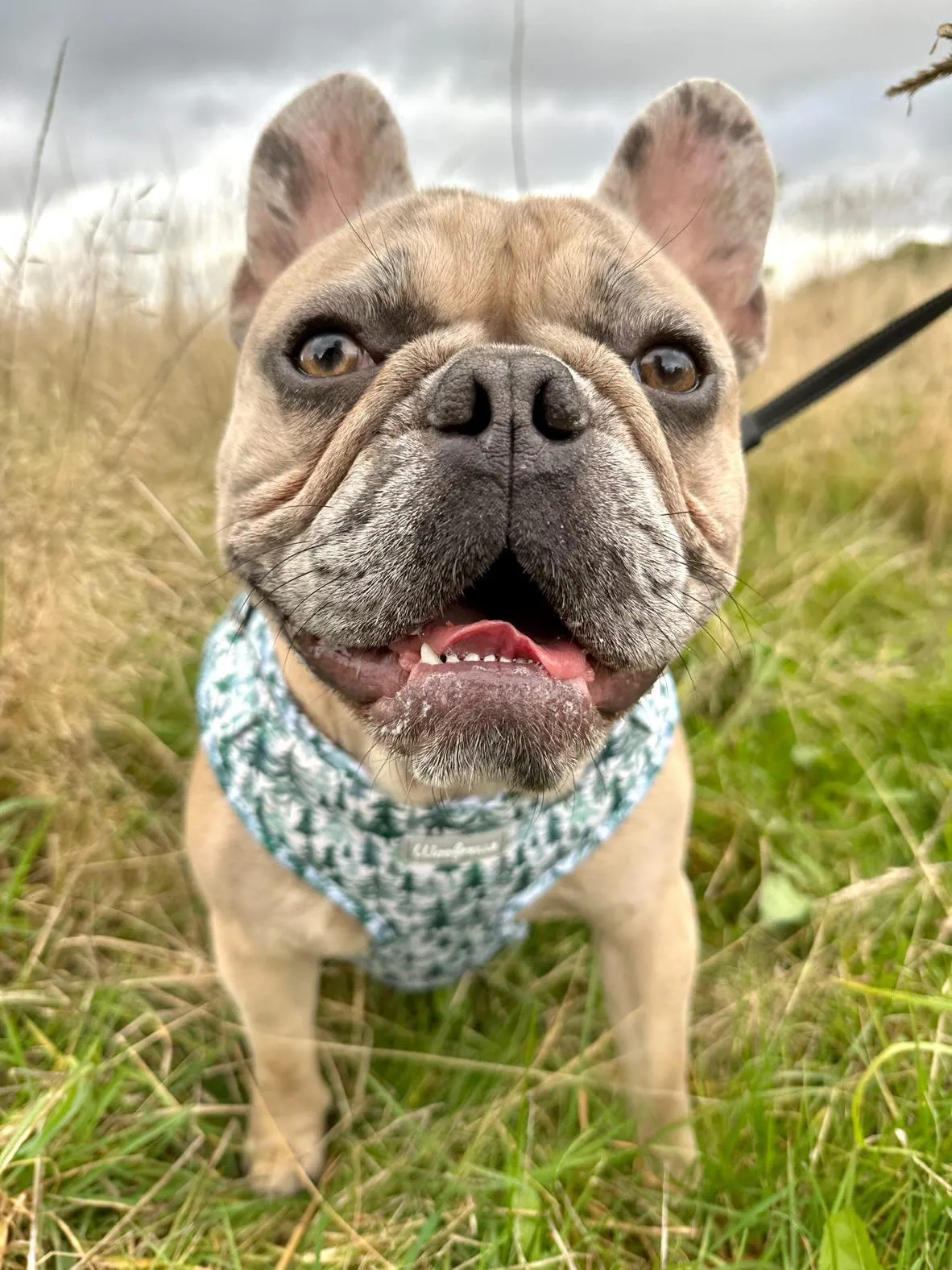 Dog harness| Lucky dip