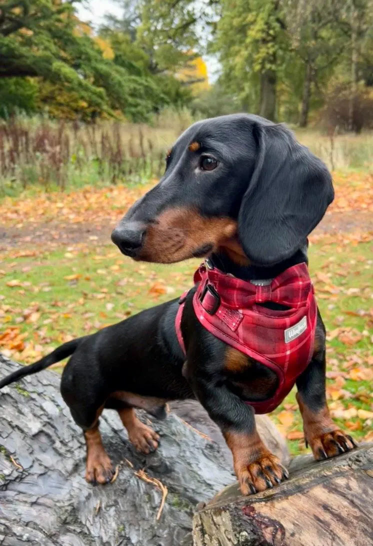 Dog harness| Lucky dip
