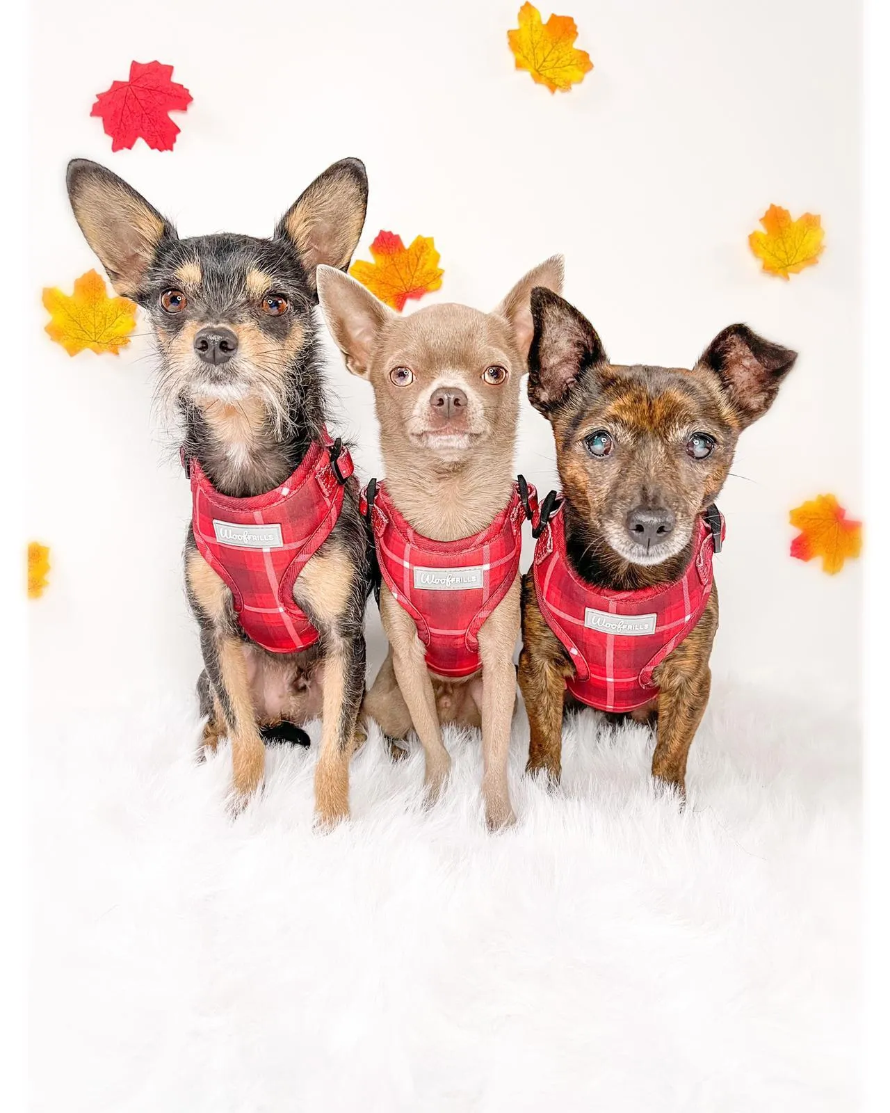 Dog harness| Lucky dip
