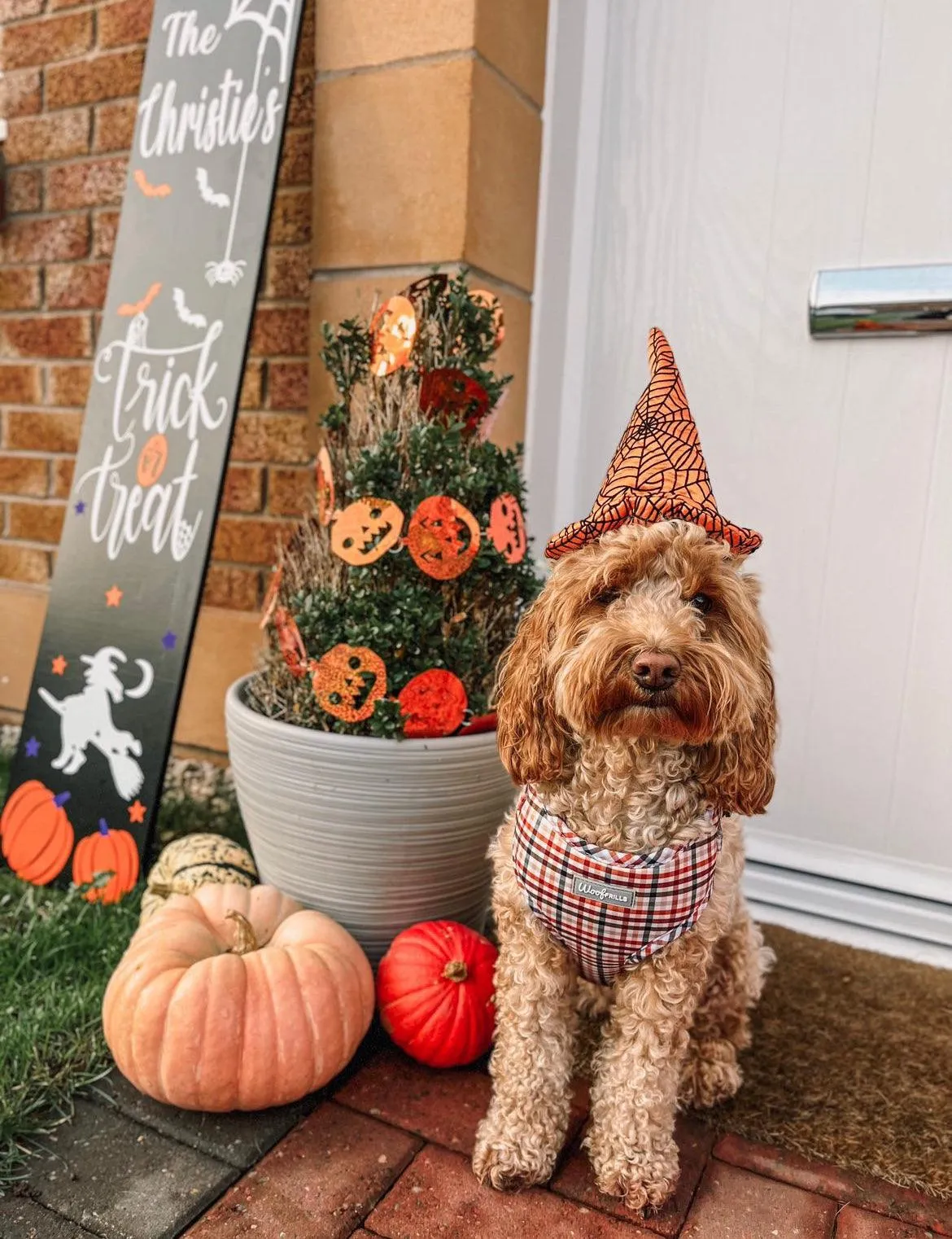 Dog harness| Lucky dip