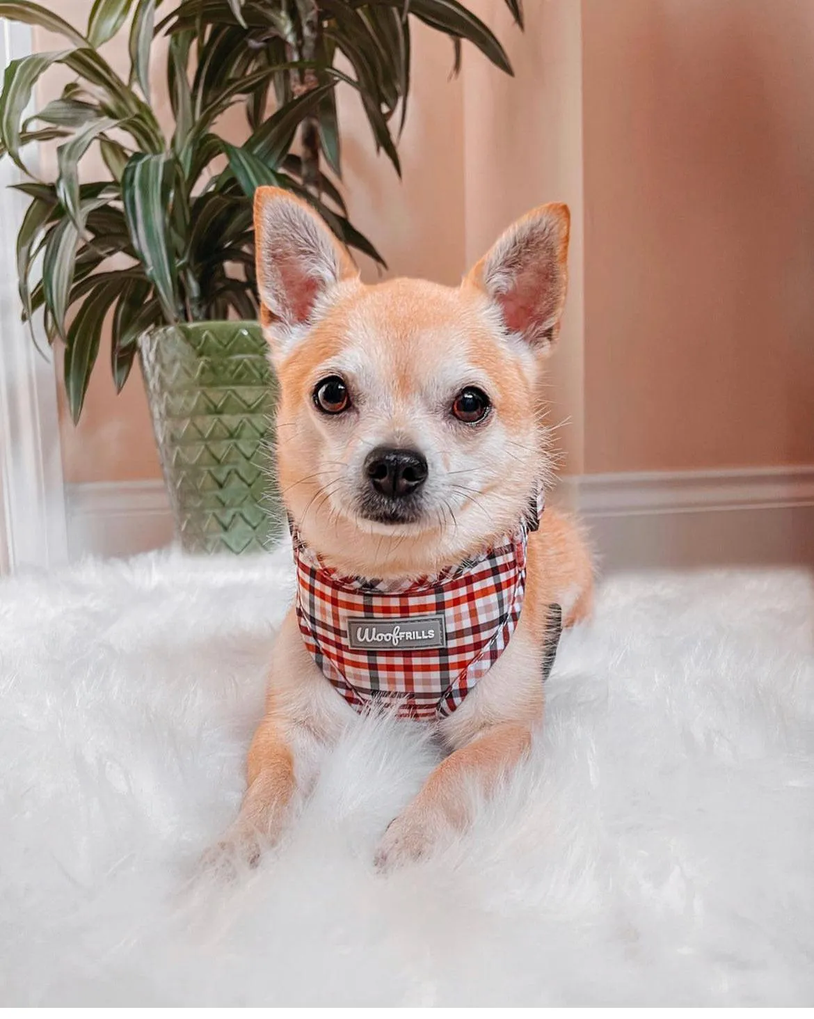 Dog harness| Lucky dip