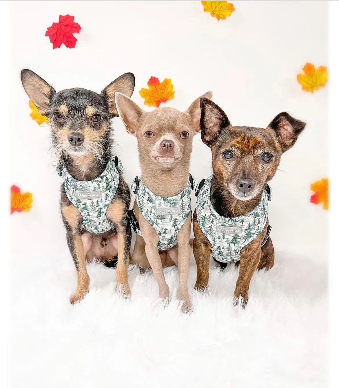 Dog harness| Lucky dip