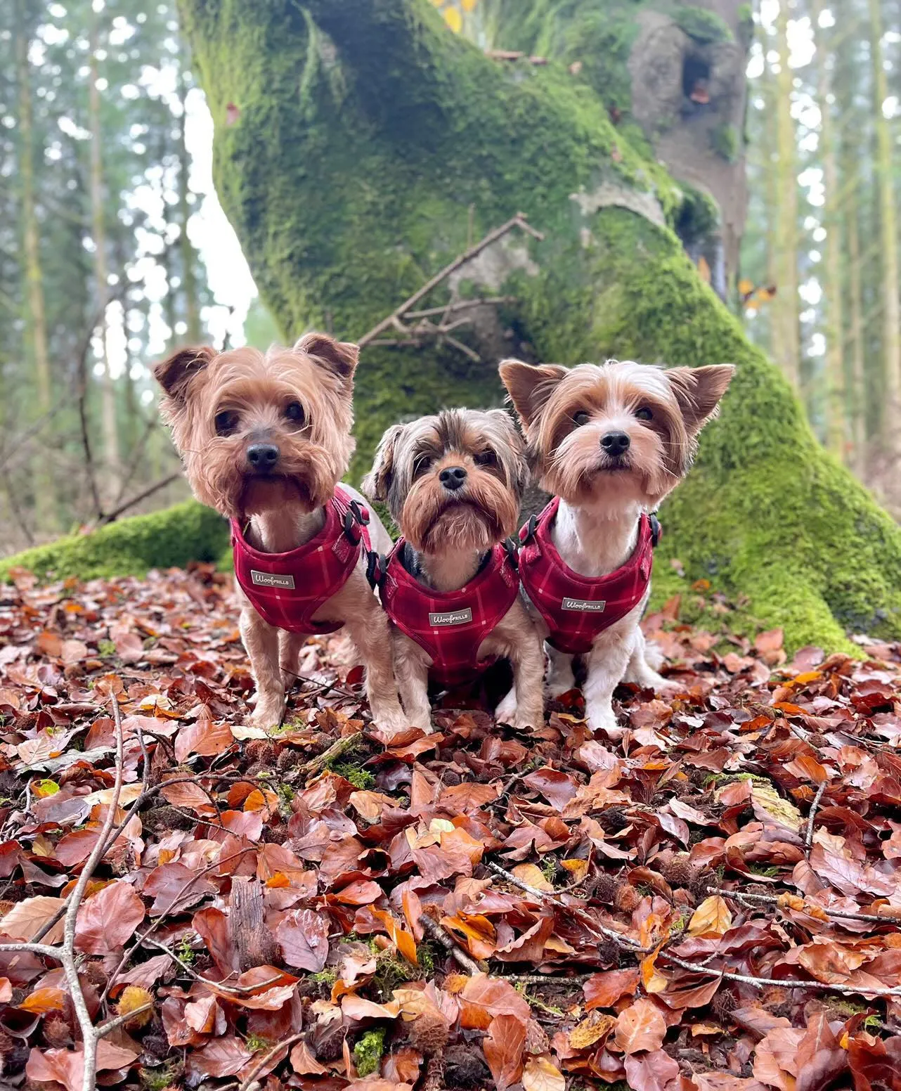 Dog harness| Lucky dip