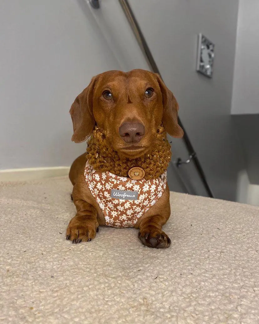 Dog harness| Lucky dip