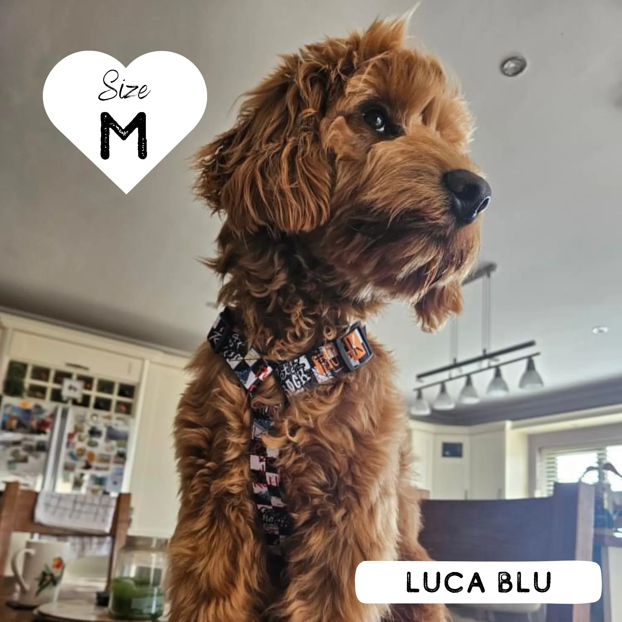 Dog Strap Harness - Bone Jovie