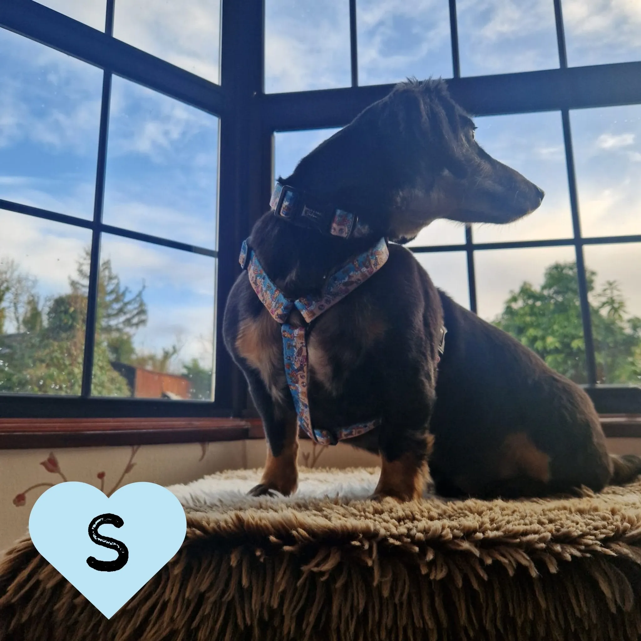 Dog Strap Harness - Sun of a Beach