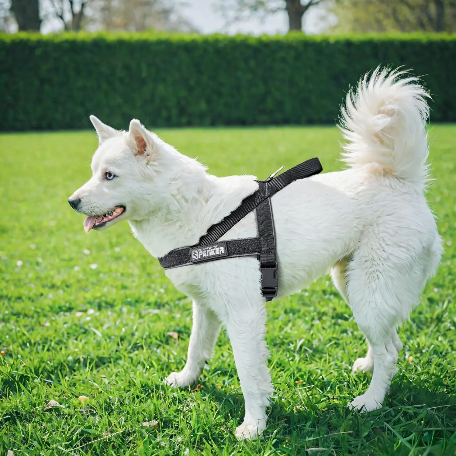 EXCELLENT ELITE SPANKER No Pull Dog Harness Padded Military Patrol K9 Vest Adjustable Nylon Small Service Walking Dog Harness with Handle for Training Running(RGN-L)