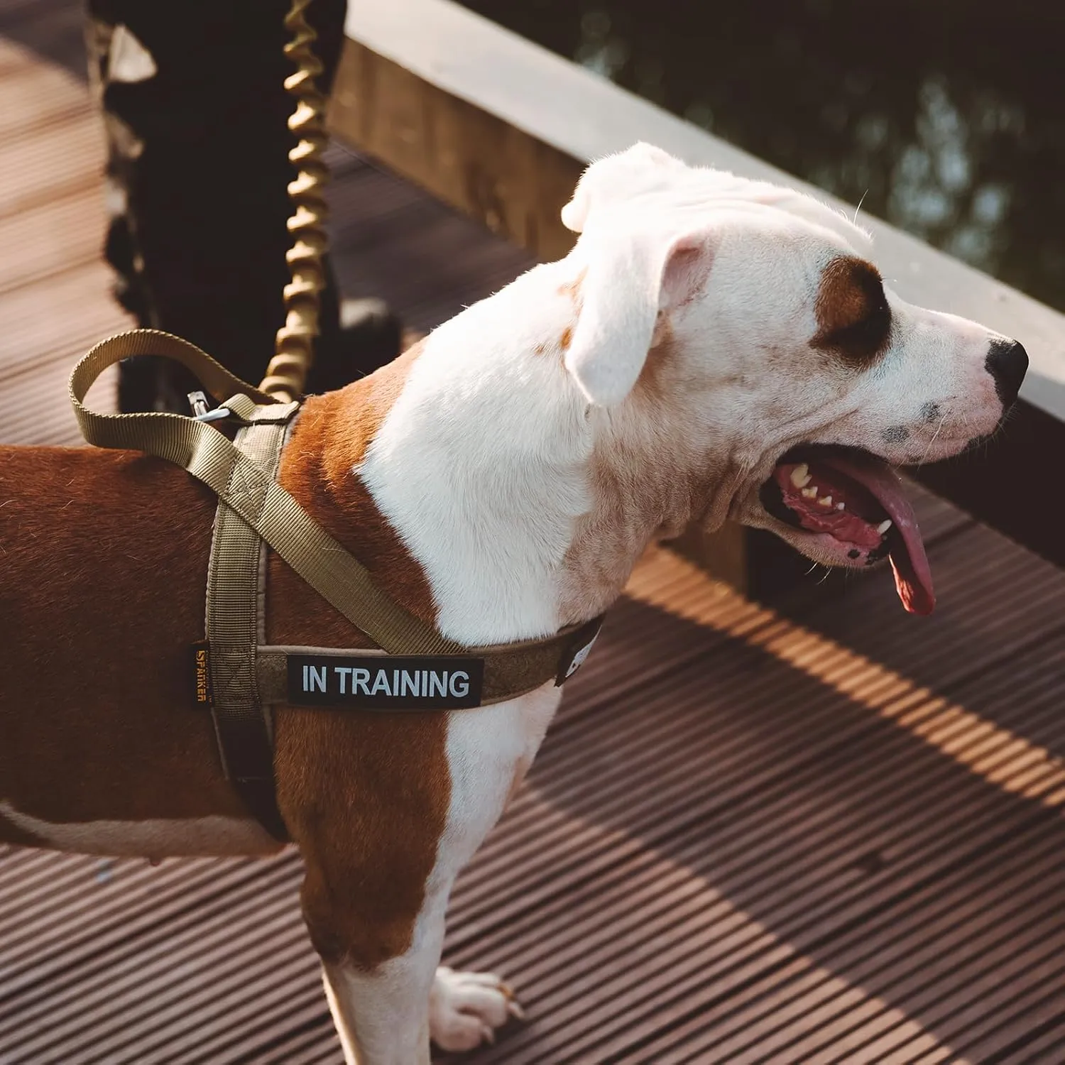 EXCELLENT ELITE SPANKER No Pull Dog Harness Padded Military Patrol K9 Vest Adjustable Nylon Small Service Walking Dog Harness with Handle for Training Running(RGN-L)
