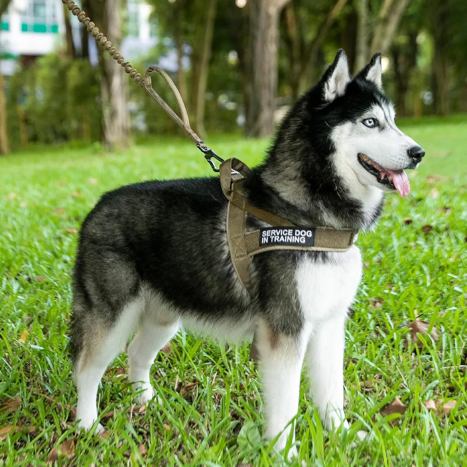 EXCELLENT ELITE SPANKER No Pull Dog Harness Padded Military Patrol K9 Vest Adjustable Nylon Small Service Walking Dog Harness with Handle for Training Running(RGN-L)