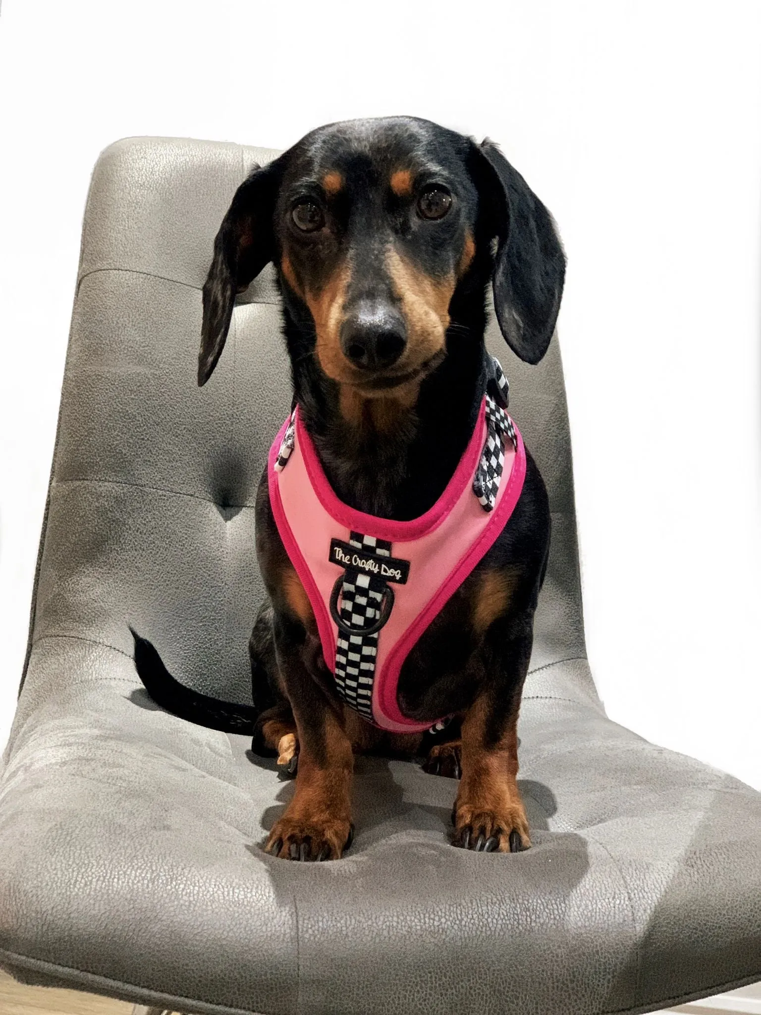 Girl Racer - CHARITY Harness