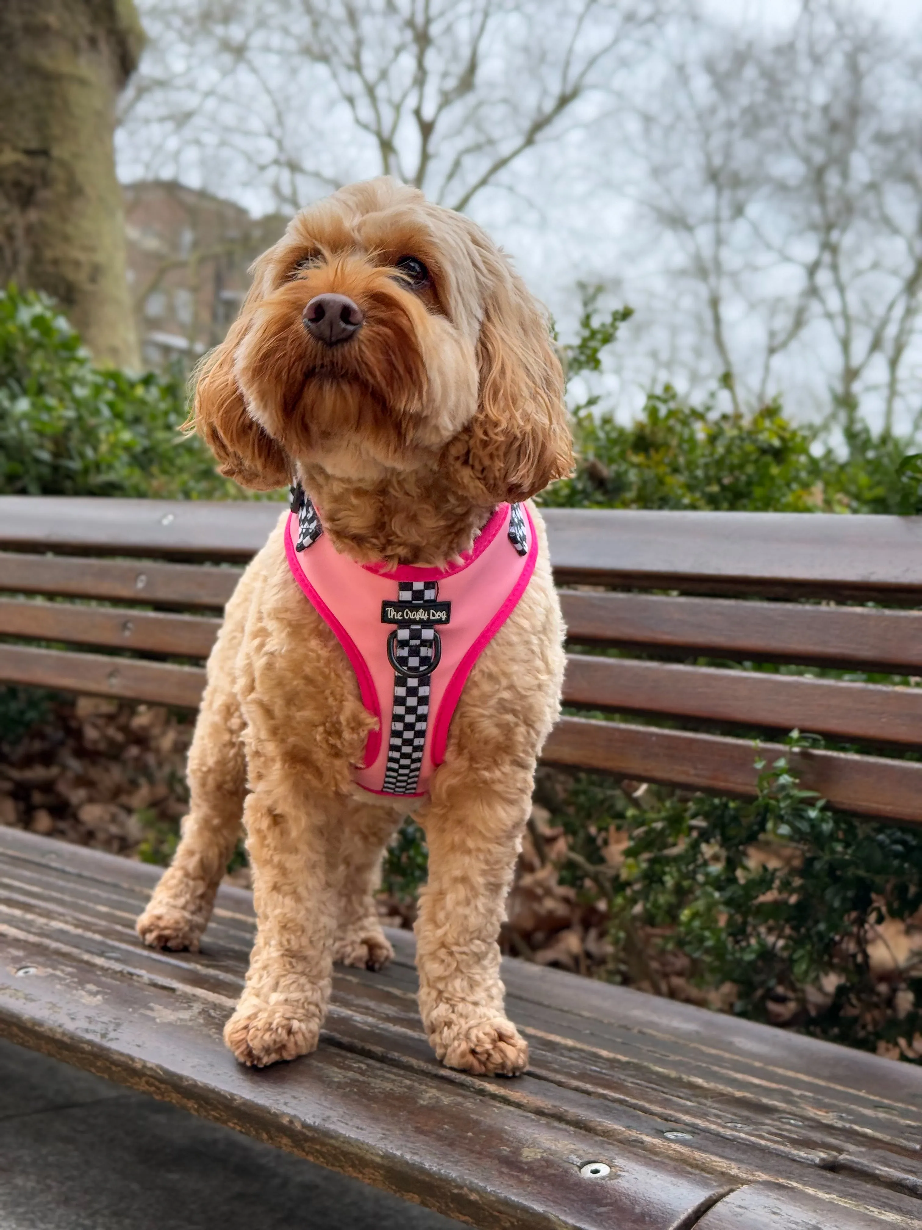 Girl Racer - CHARITY Harness