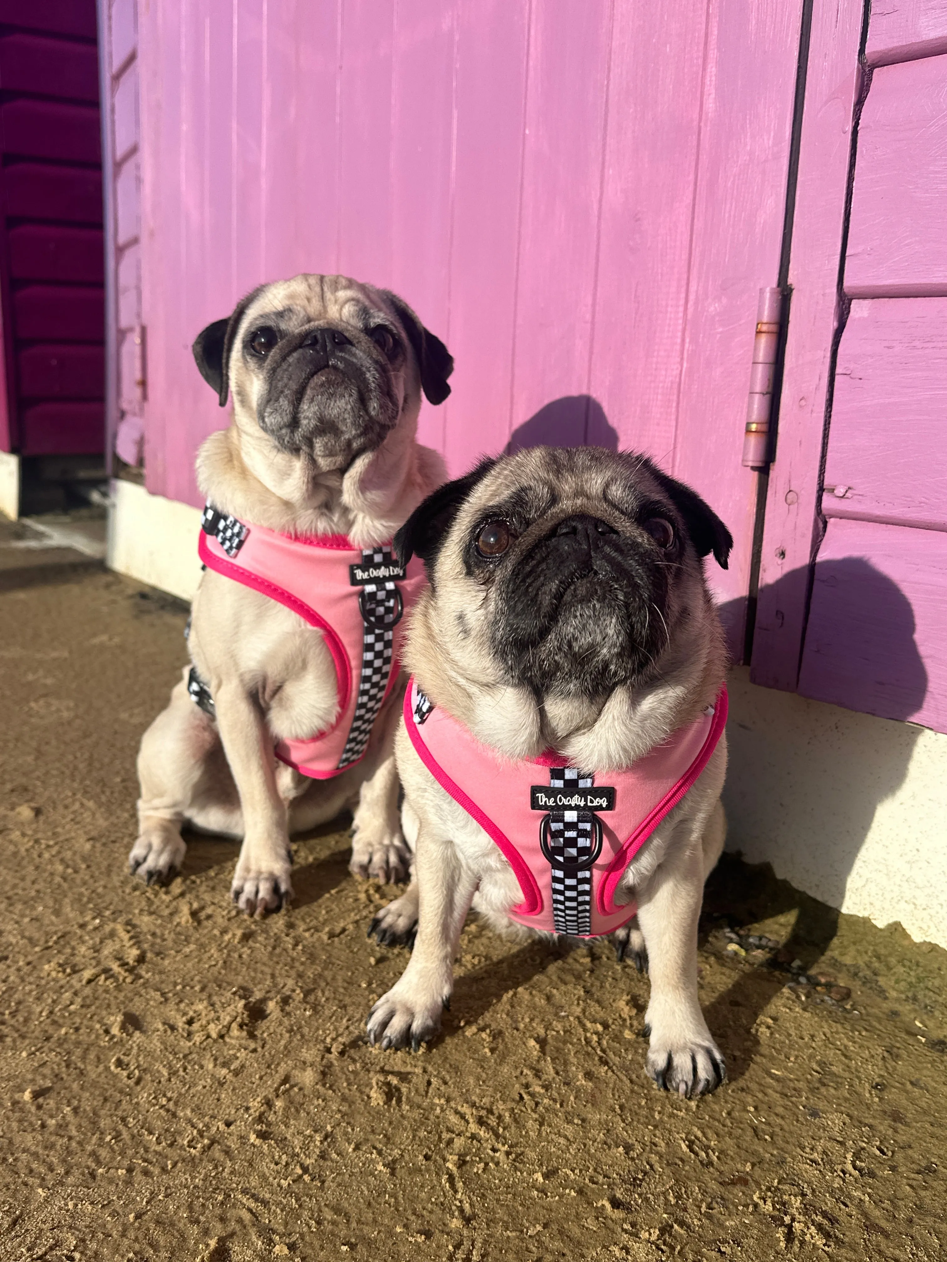 Girl Racer - CHARITY Harness