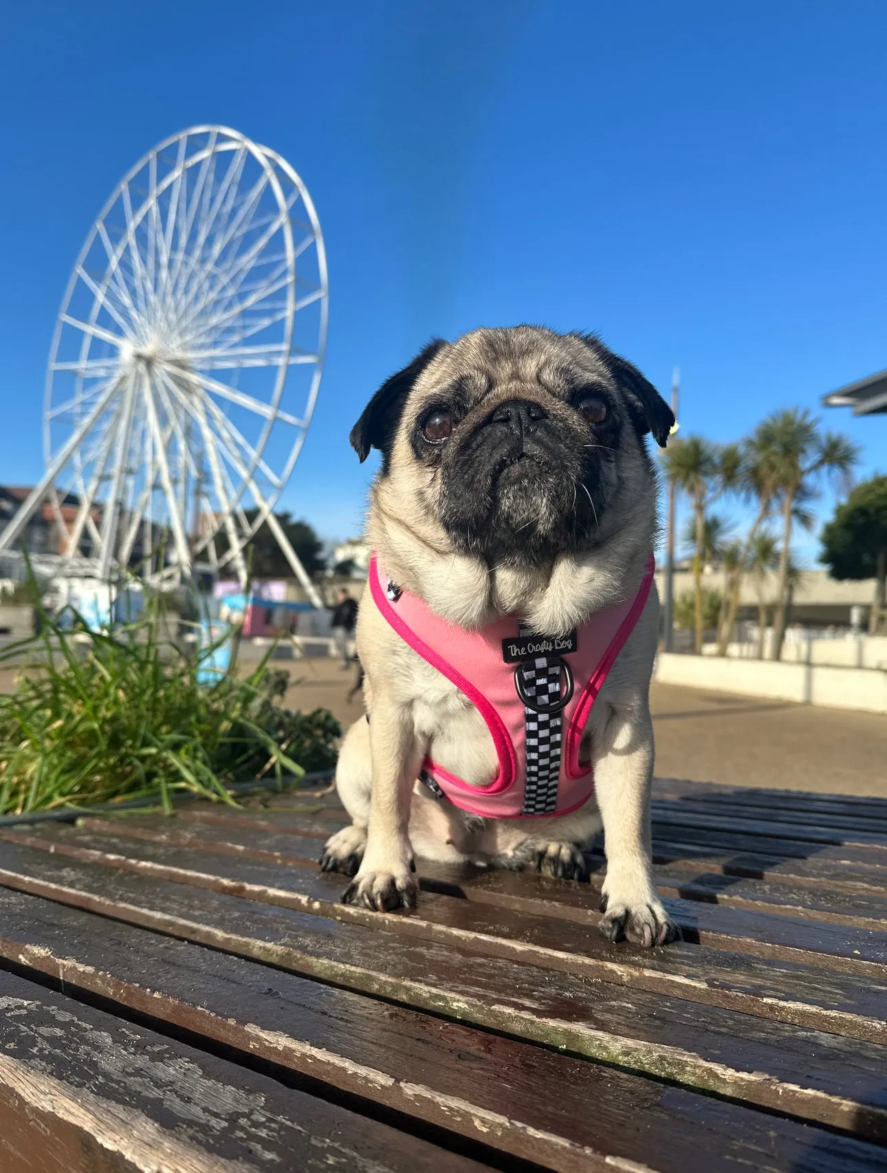 Girl Racer - CHARITY Harness