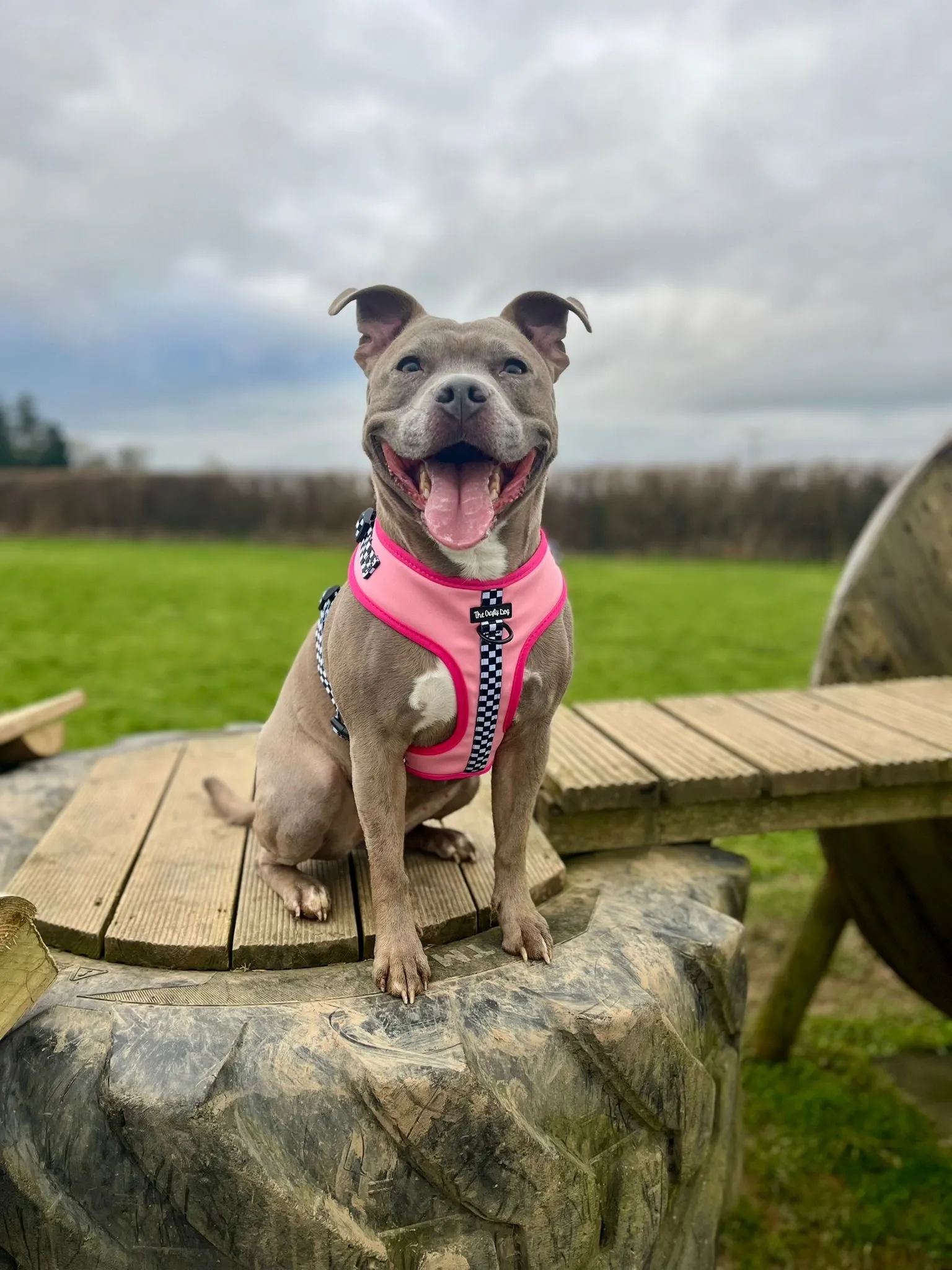 Girl Racer - CHARITY Harness