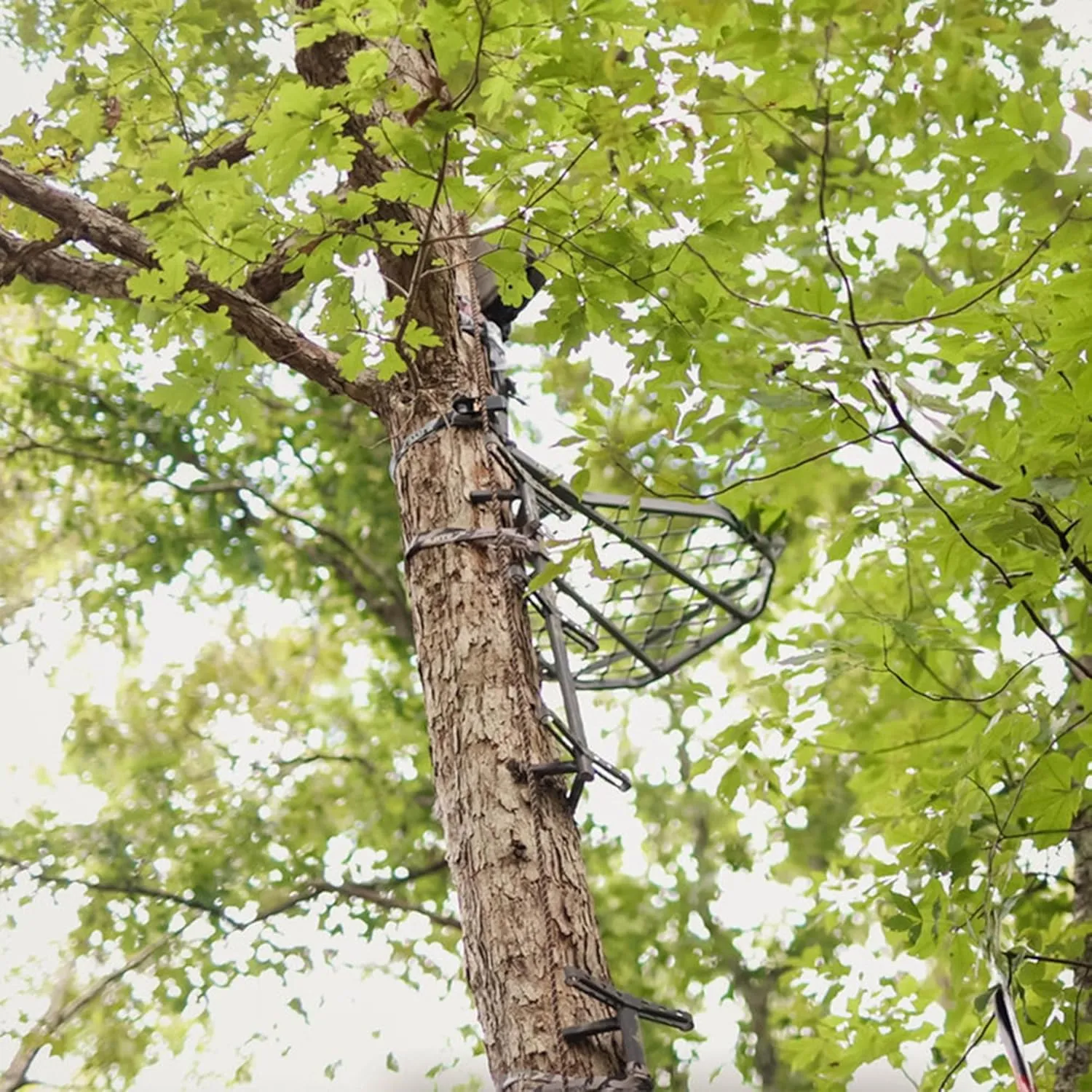 Hawk Hawkhunting-Tree-Stands