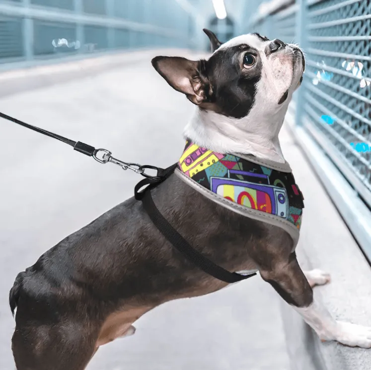 Multi Color Frenchie Harness
