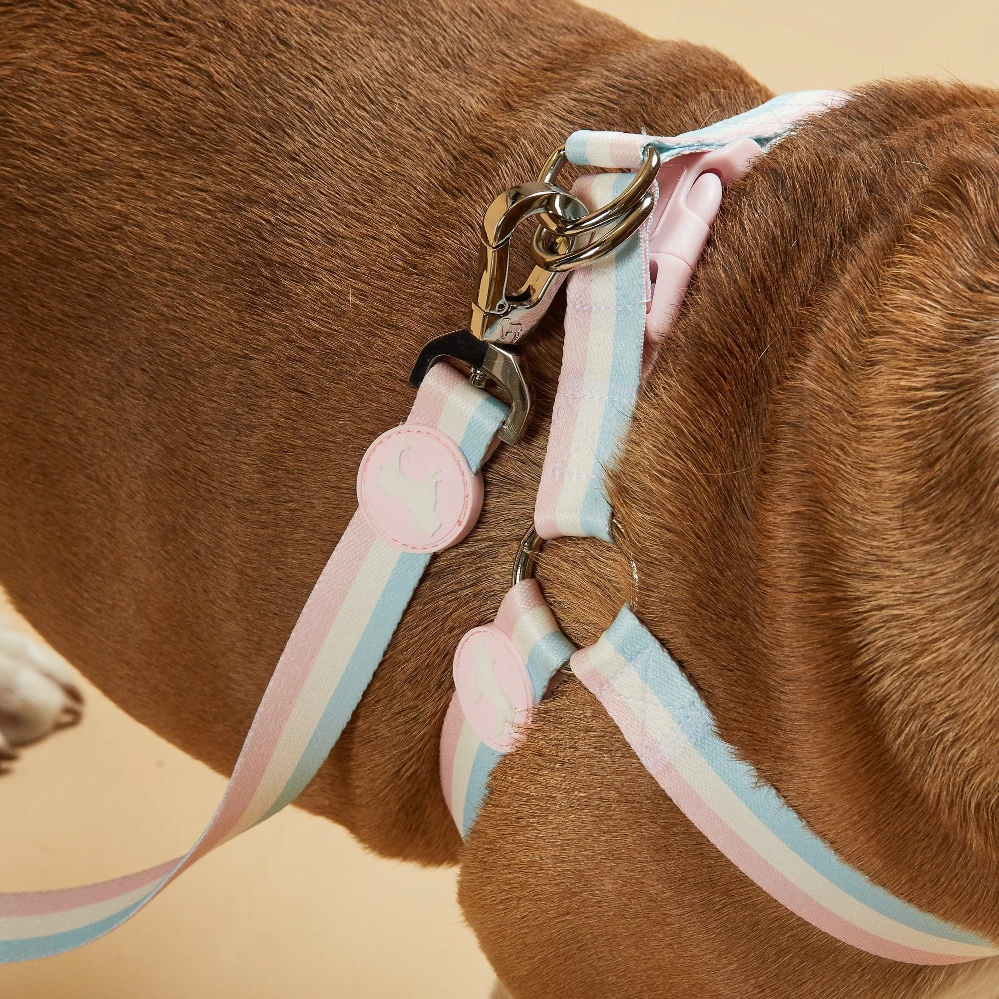 Nylon Fabric Dog Harness | Candyfloss Stripe