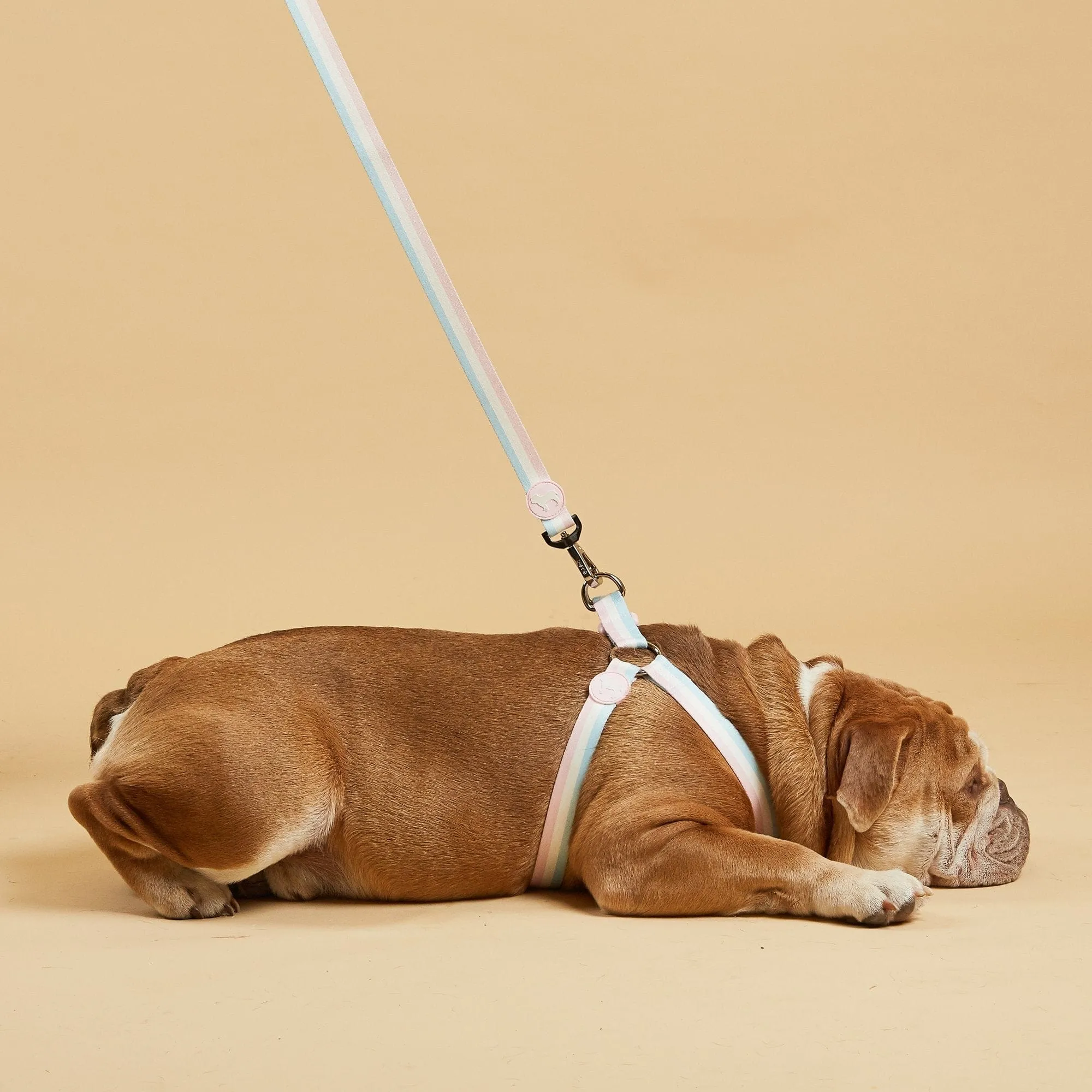 Nylon Fabric Dog Harness | Candyfloss Stripe