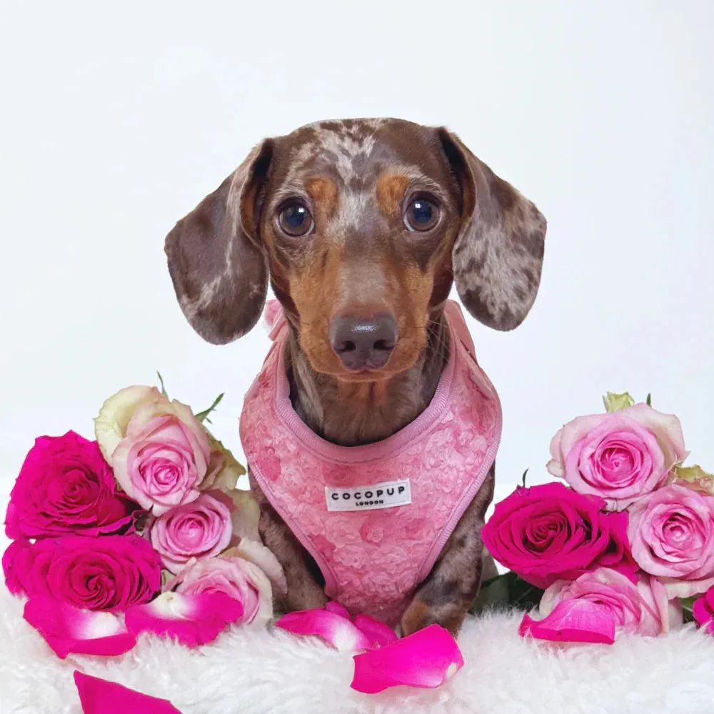 Peony pup adjustable neck harness