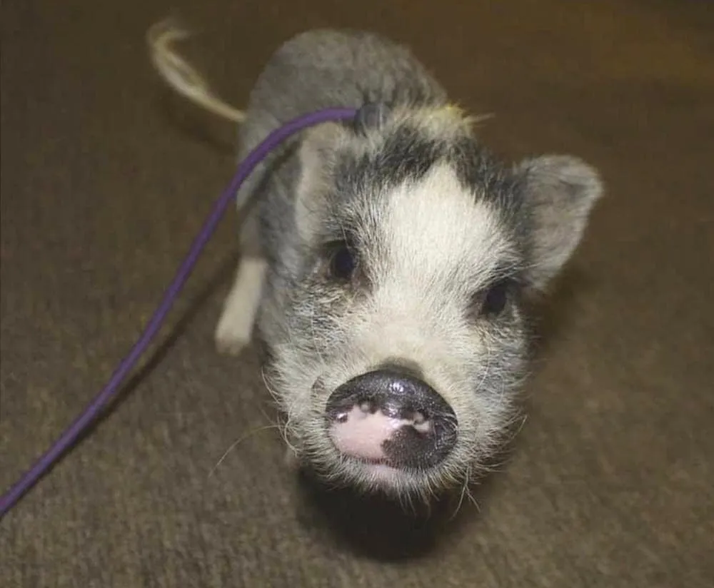 Piggy Poo and Crew 12-Foot Mini Pig Harness - Adjustable Harness & Leash for All Animals - Pigs, Ferrets, Rabbits, Guinea Pigs, Dogs, Cats, Reptile, and Chickens