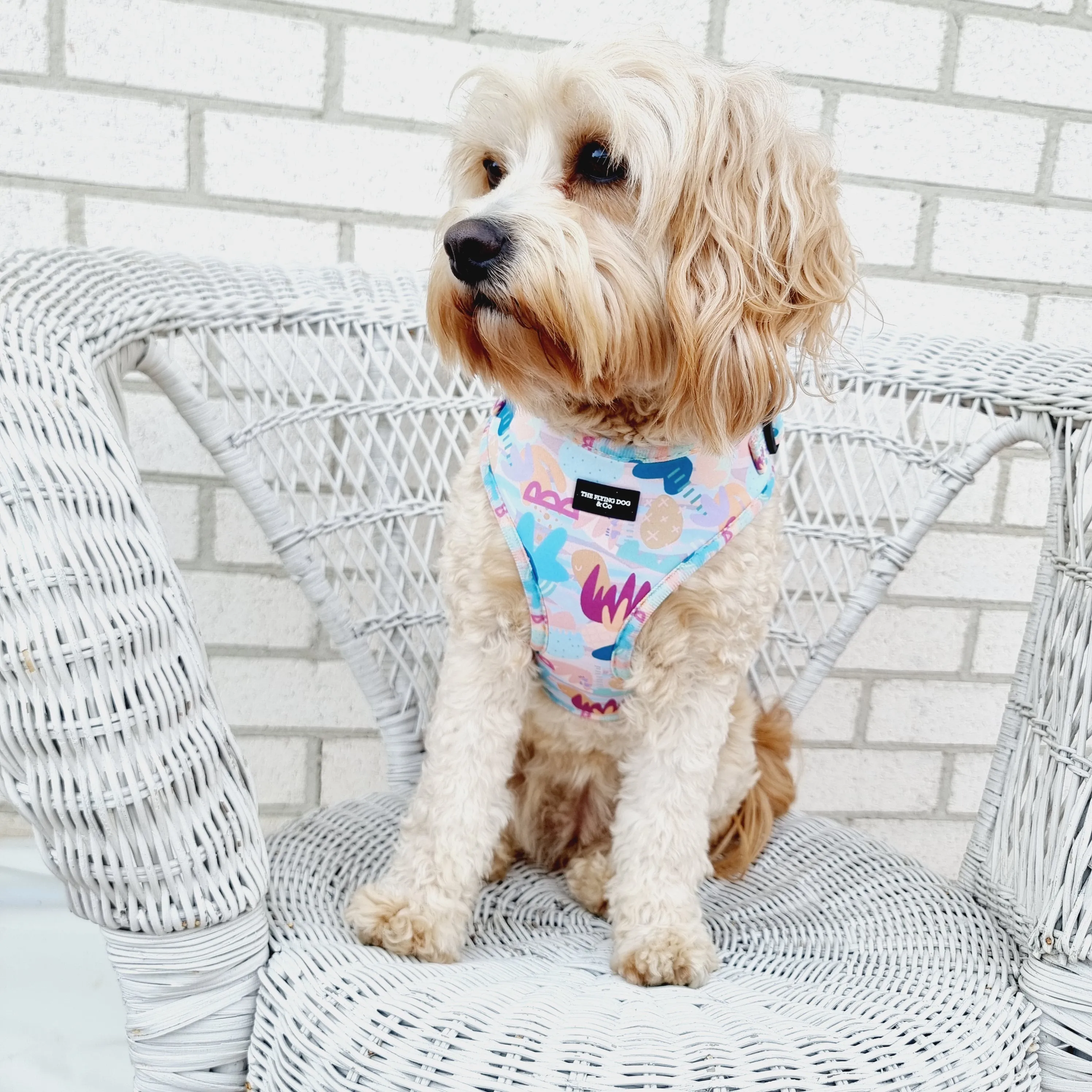 Rock Garden - harness
