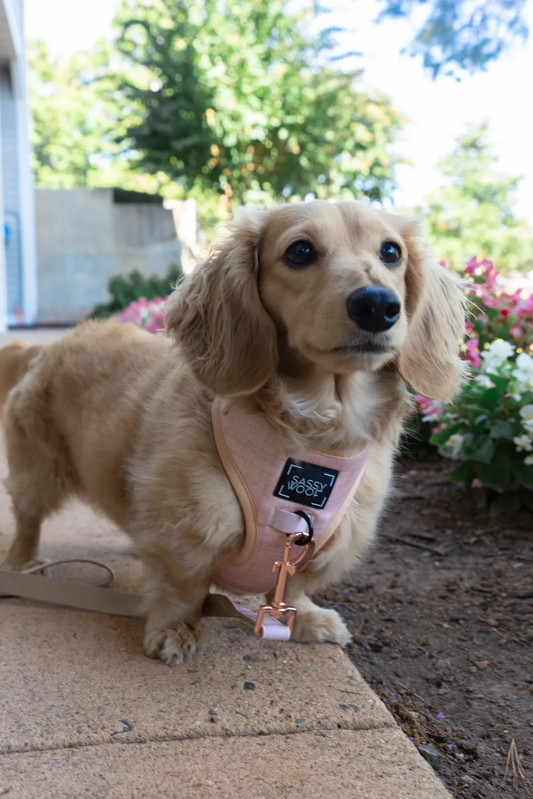 Sassy Woof Adjustable Harness - Pinot