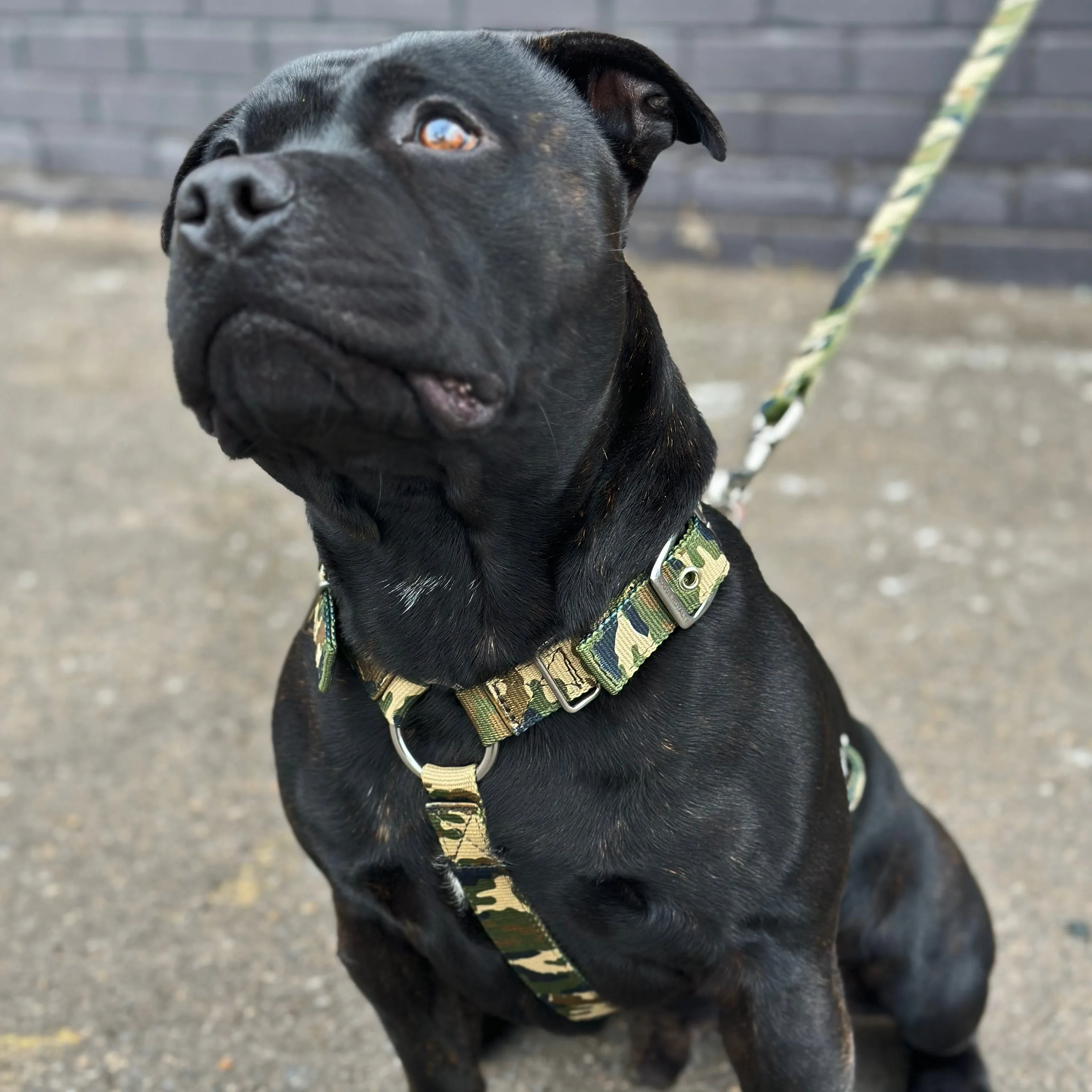 SUPATUFF® Dog Harness Camo (Slim Fit)