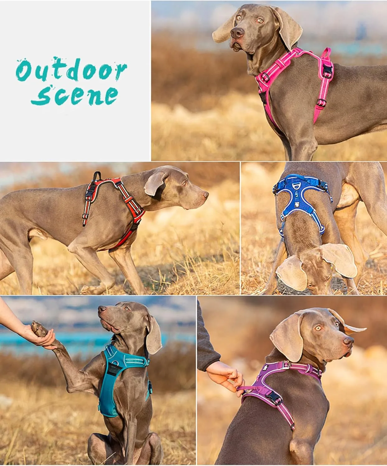 TRUE LOVE Dog Harness No Pull Nylon Reflective Pet Harness Adjustable Comfortable Control Step-in Brilliant Colors Truelove TLH56512 XS Gray